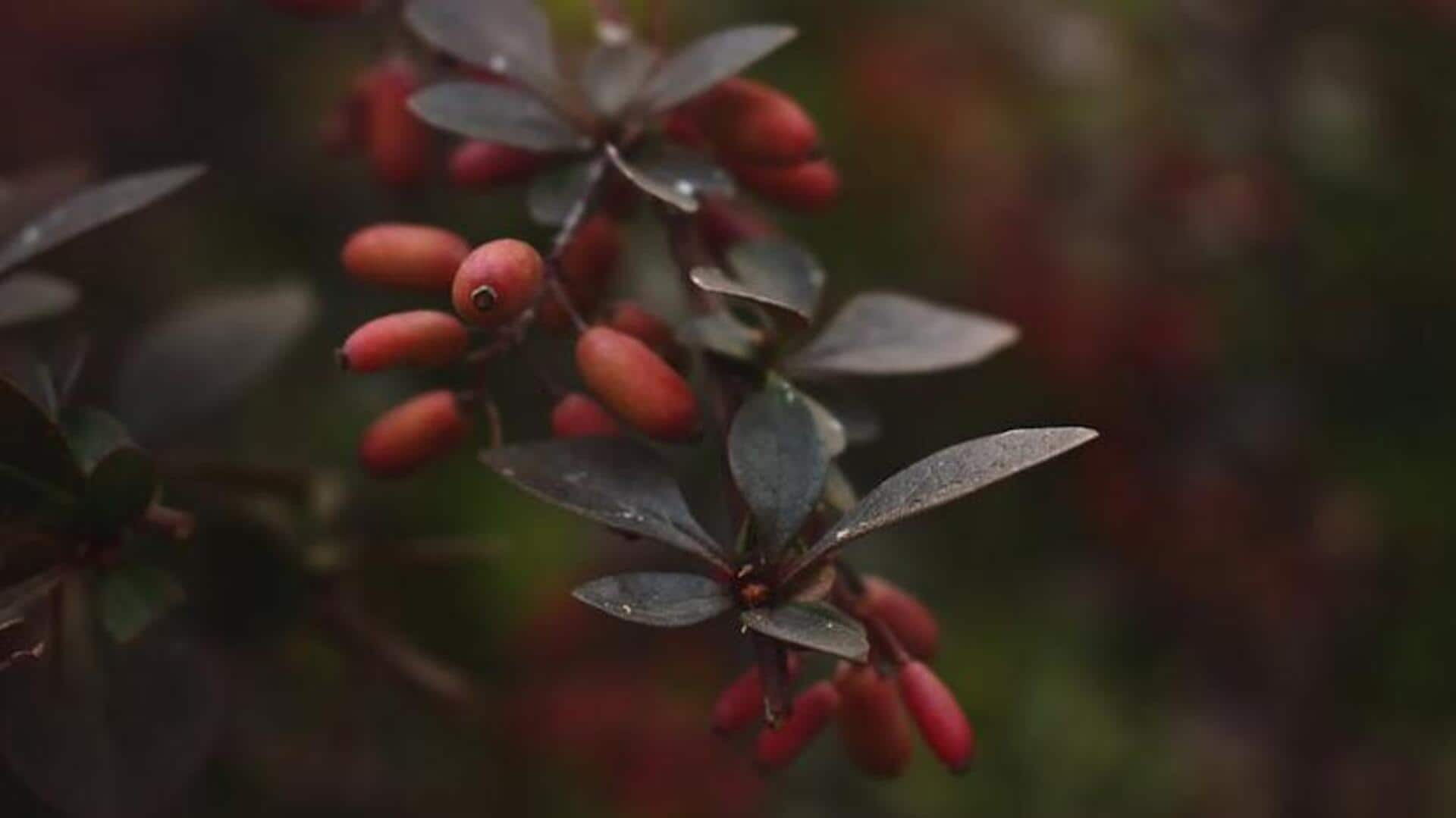 Unveiling barberry's blood sugar benefits