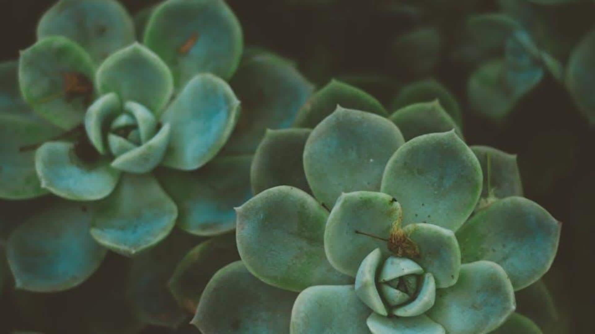 How to care for your succulents How to care for your succulents