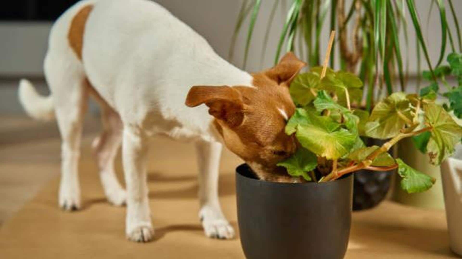 How to stop pets from digging in your plant pots