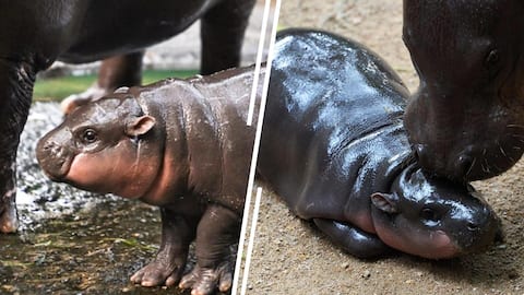 Cutest thing on internet today: Memecoin named after baby hippo