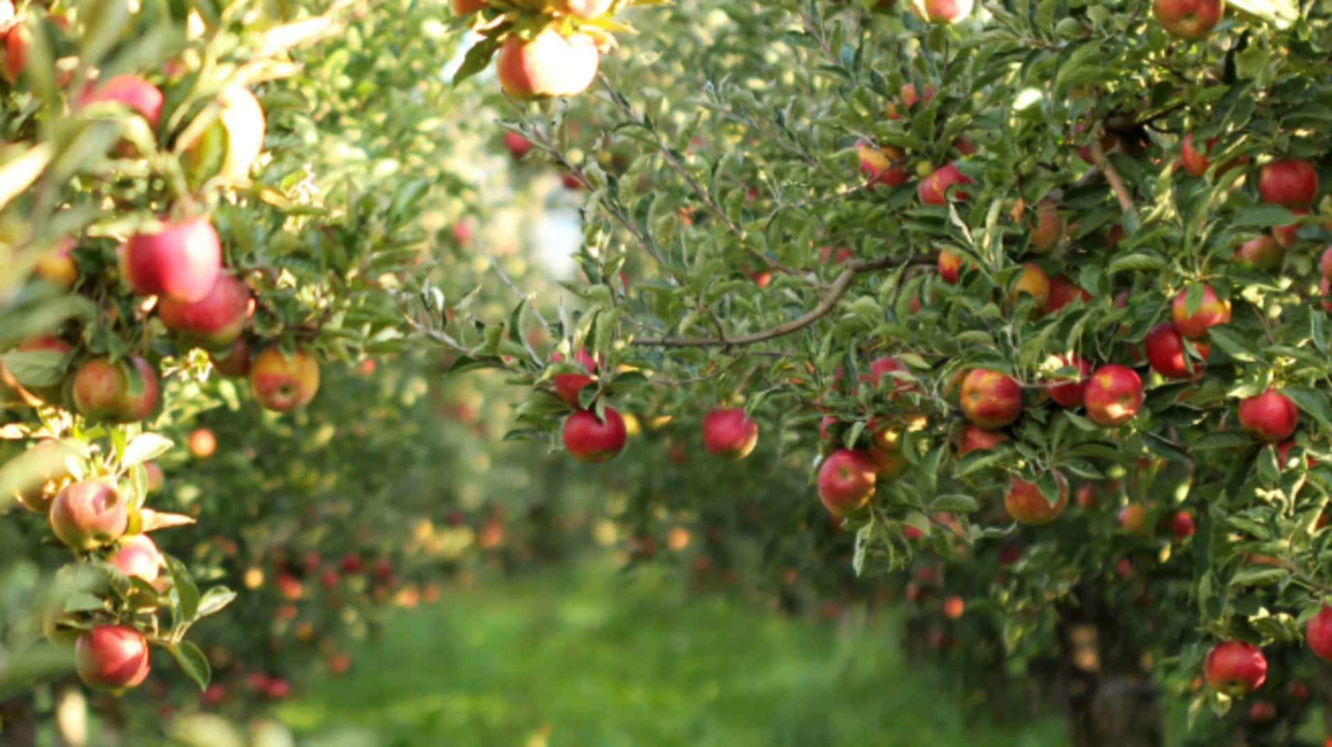 Etiquette to follow when visiting urban community orchards