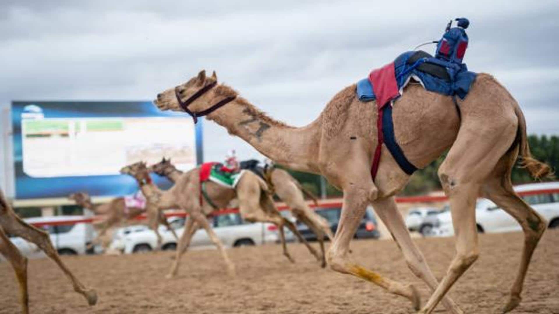 Planning a desert adventure? Try camel racing
