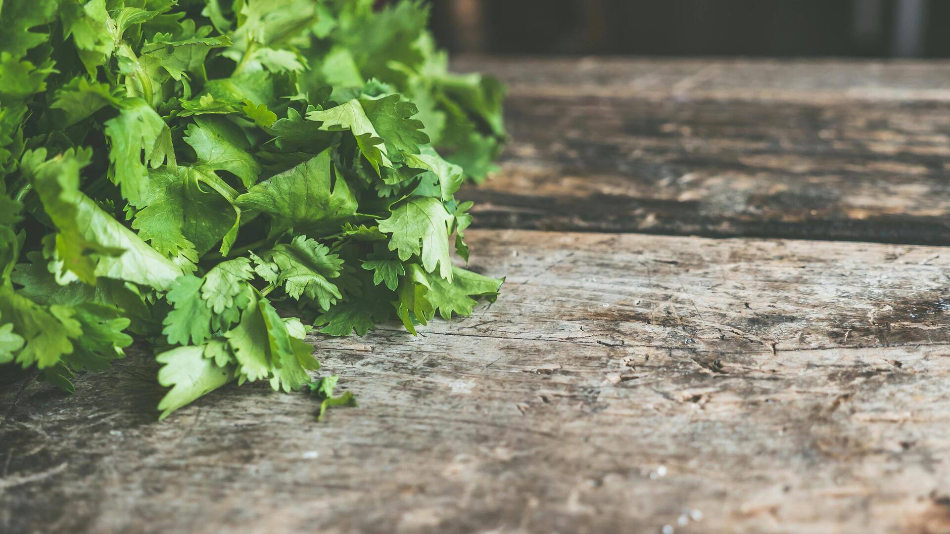 Grow fresh coriander indoors all year round