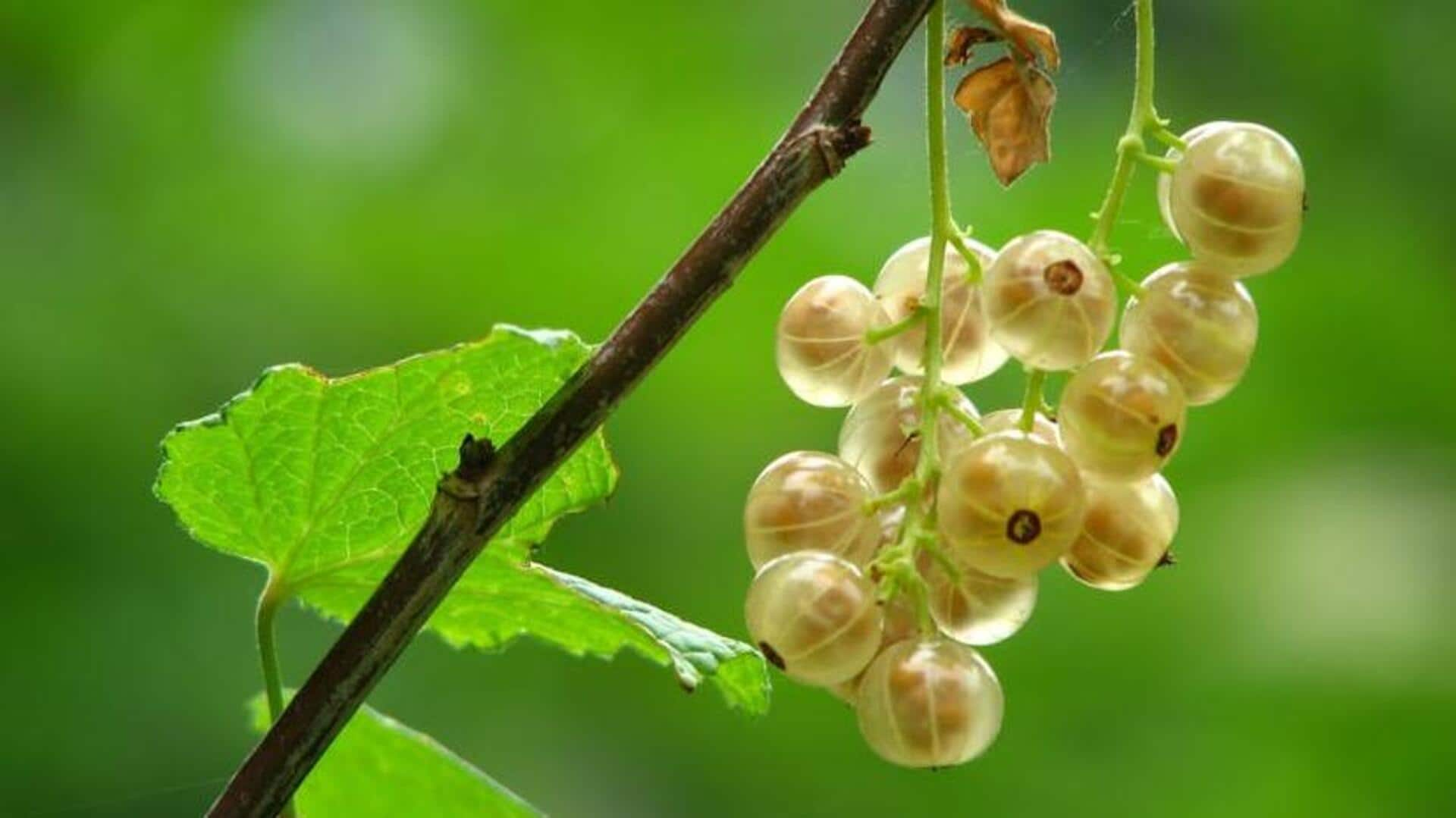 Delightful gourmet treats with tangy gooseberries