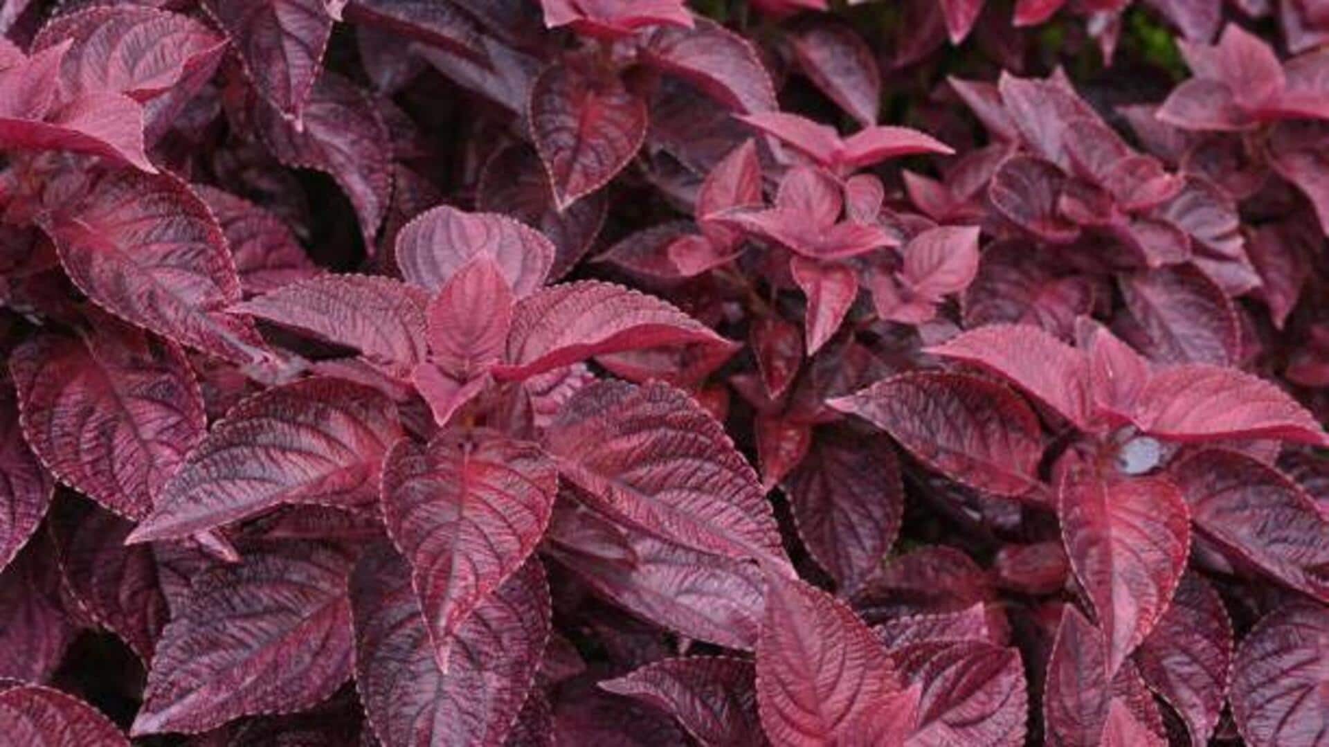 How to grow red perilla at home