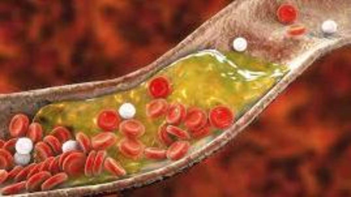 Produces propionic acid that reduces cholesterol production Produces propionic acid that reduces cholesterol production