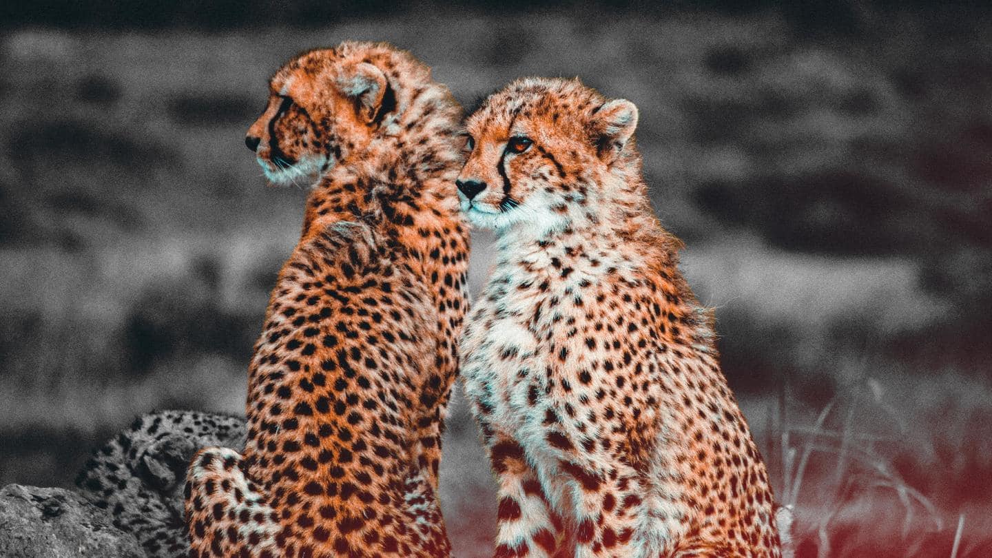 From friends to siblings: Meet the 8 cheetahs of India