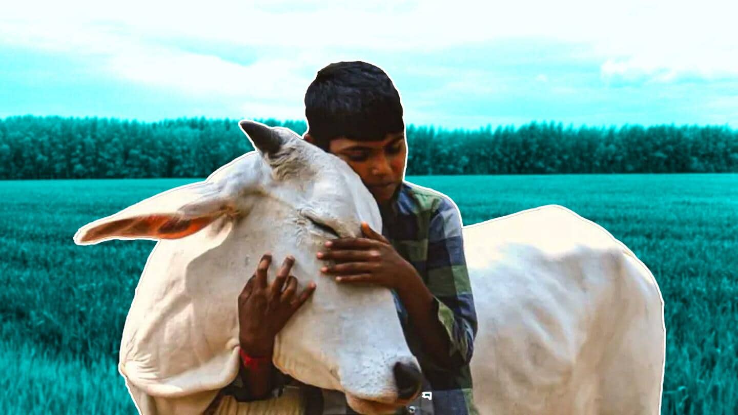 Celebrate February 14 as 'Cow Hug Day': Animal Welfare Board