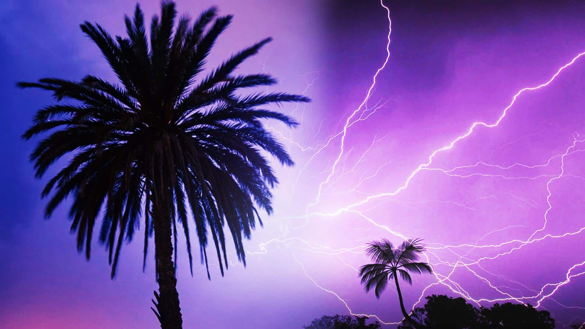 How Odisha plans to counter lightning strikes via palm trees