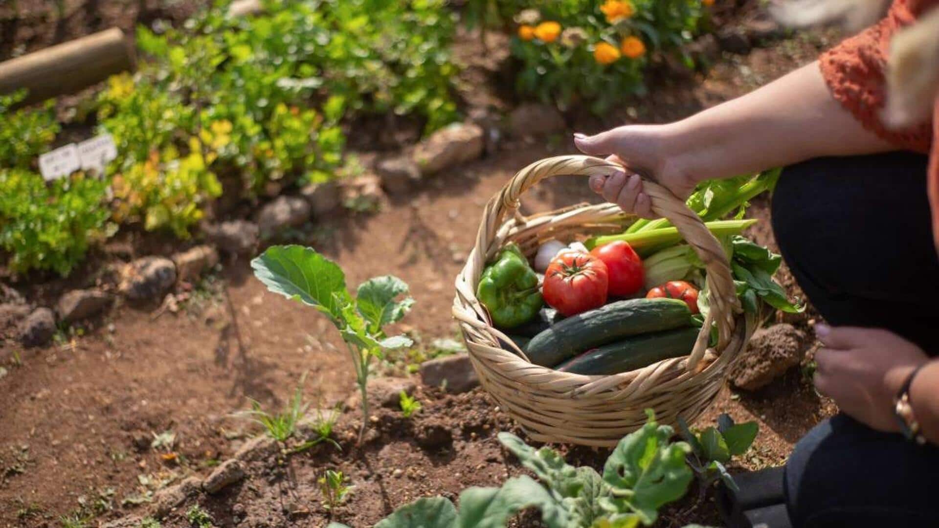 How to grow vegetables on a budget