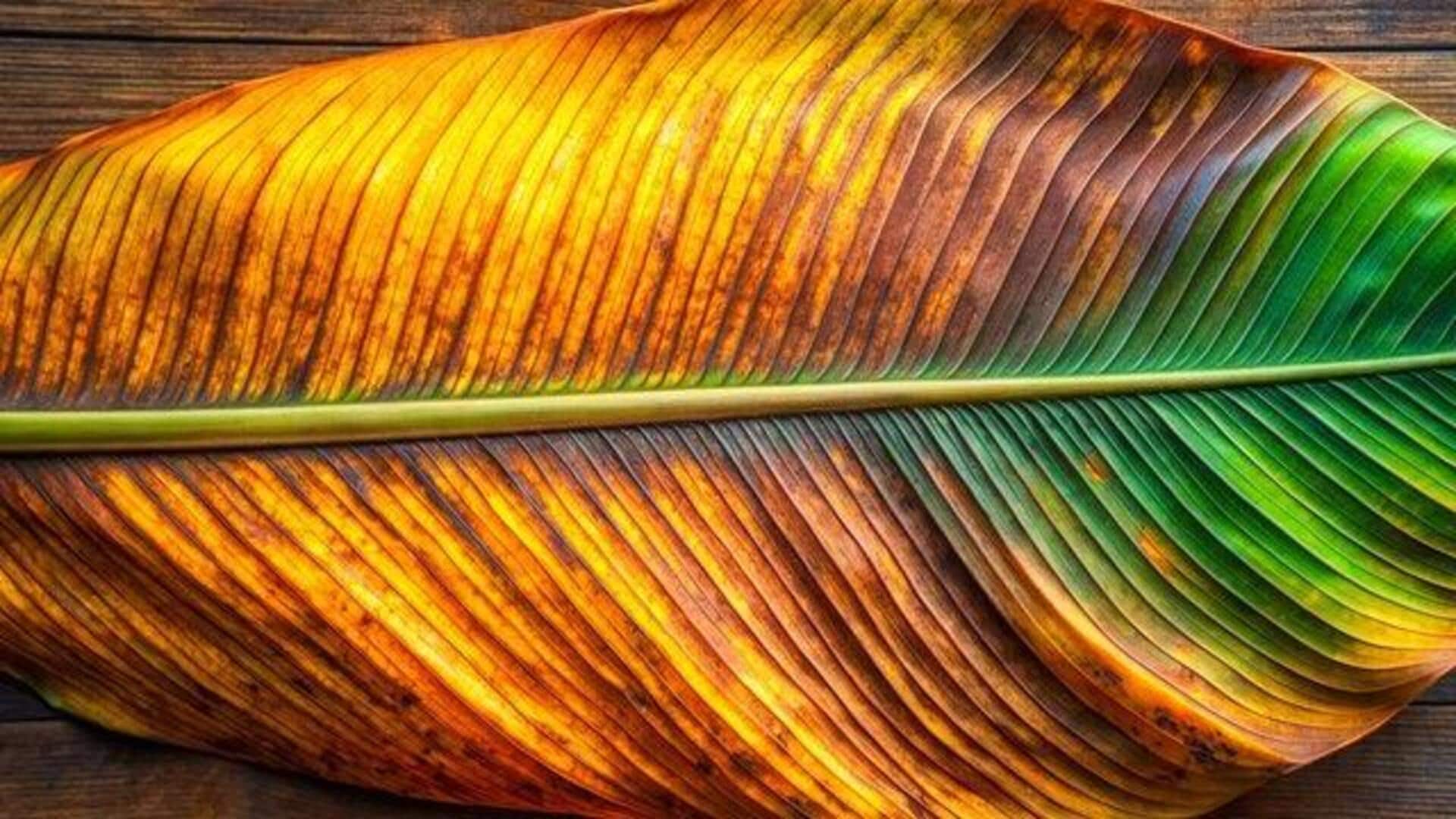 A beginner's guide to banana leaf art