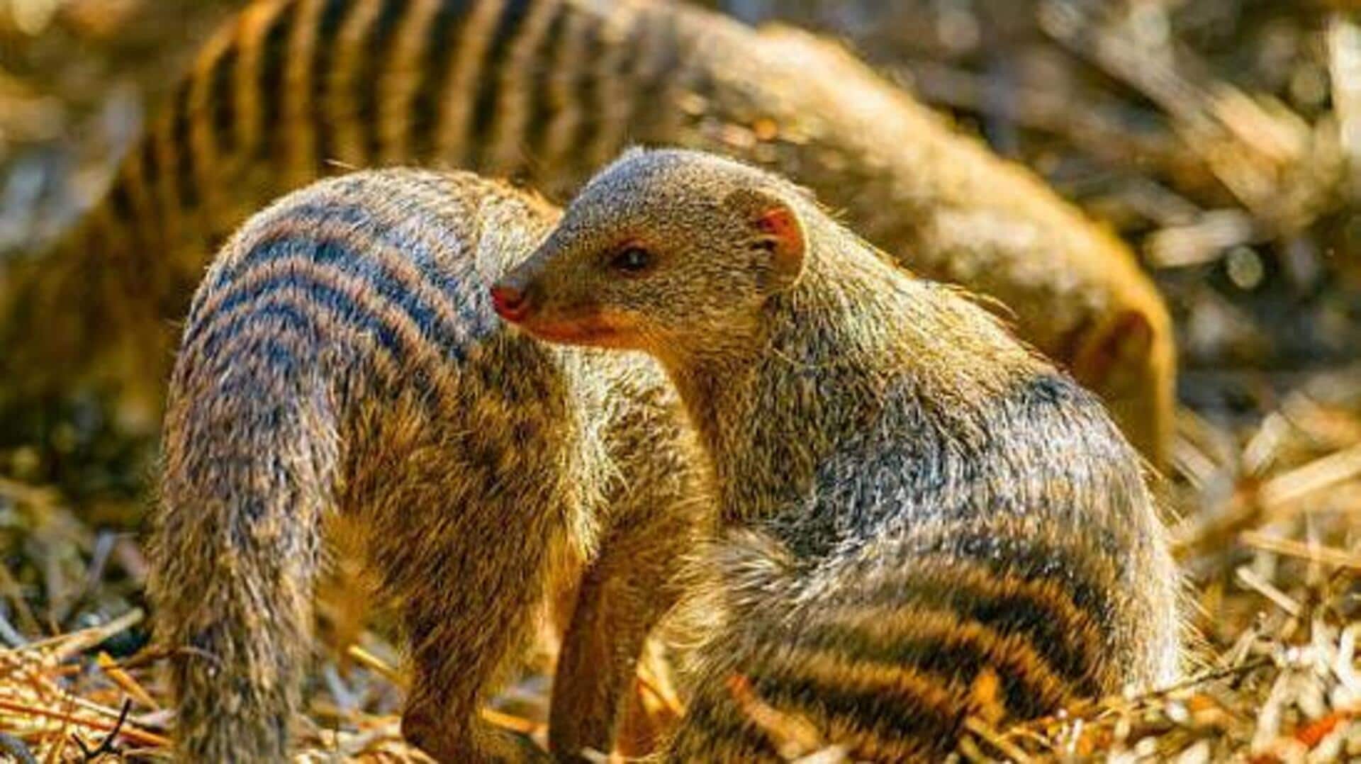 Wildlife lovers, here's where to spot banded mongooses 