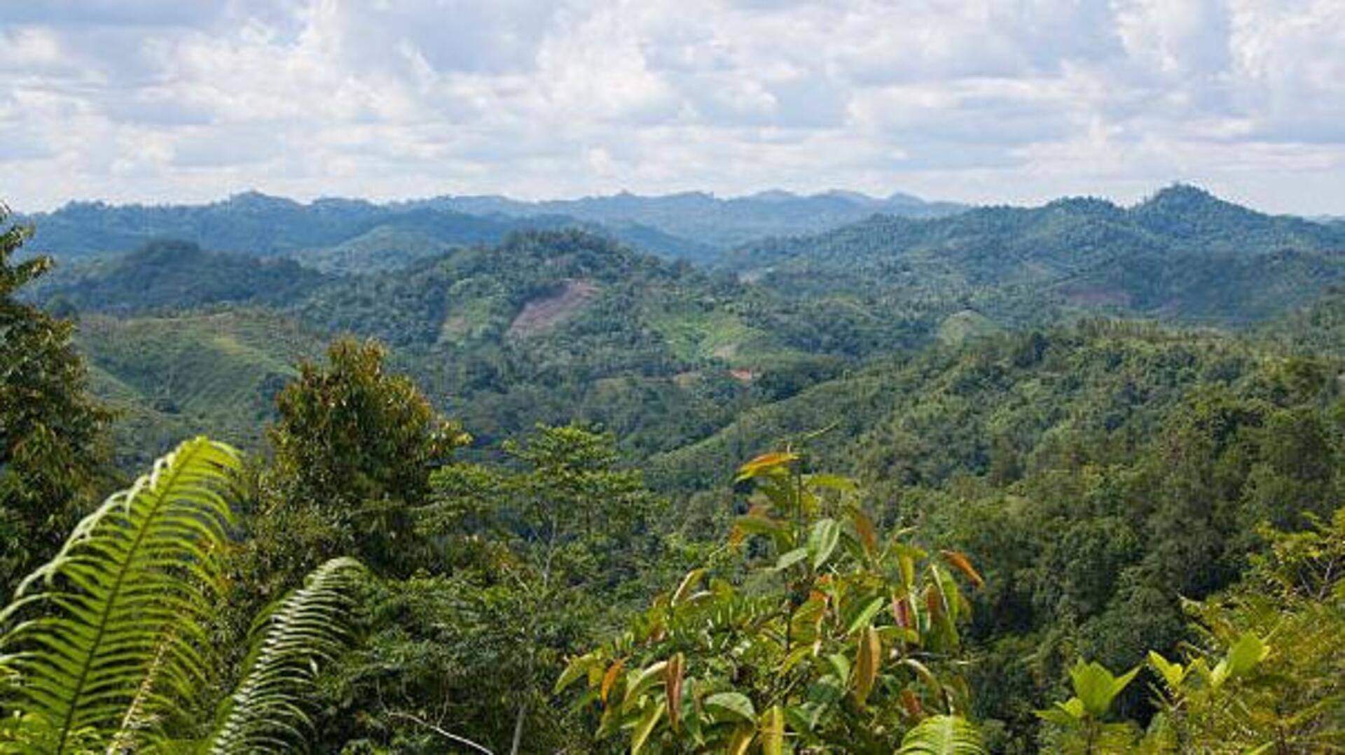 Borneo's rainforest: A journey into Malaysia's green heart