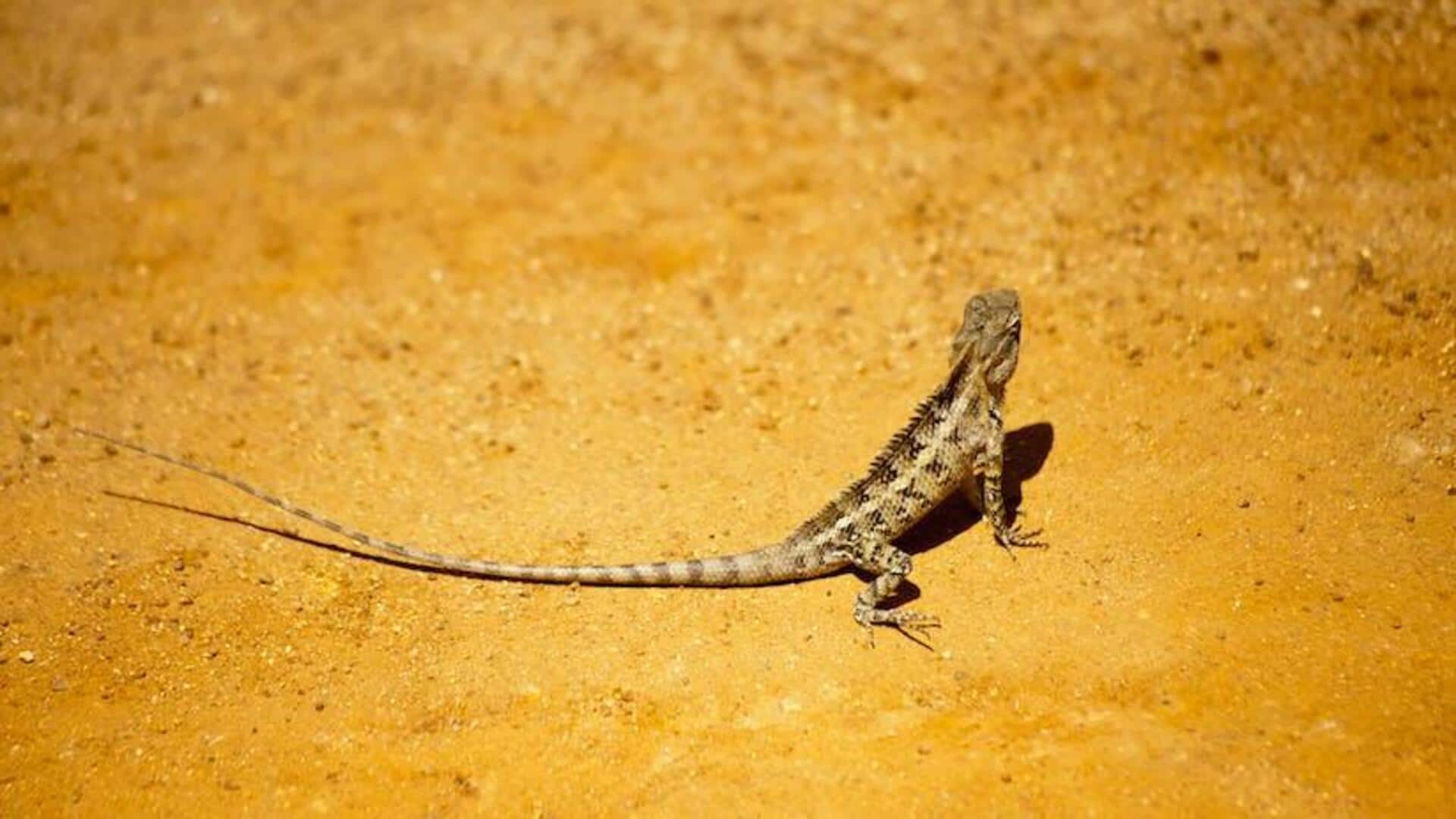 World Lizard Day: Facts about lizards you probably didn't know