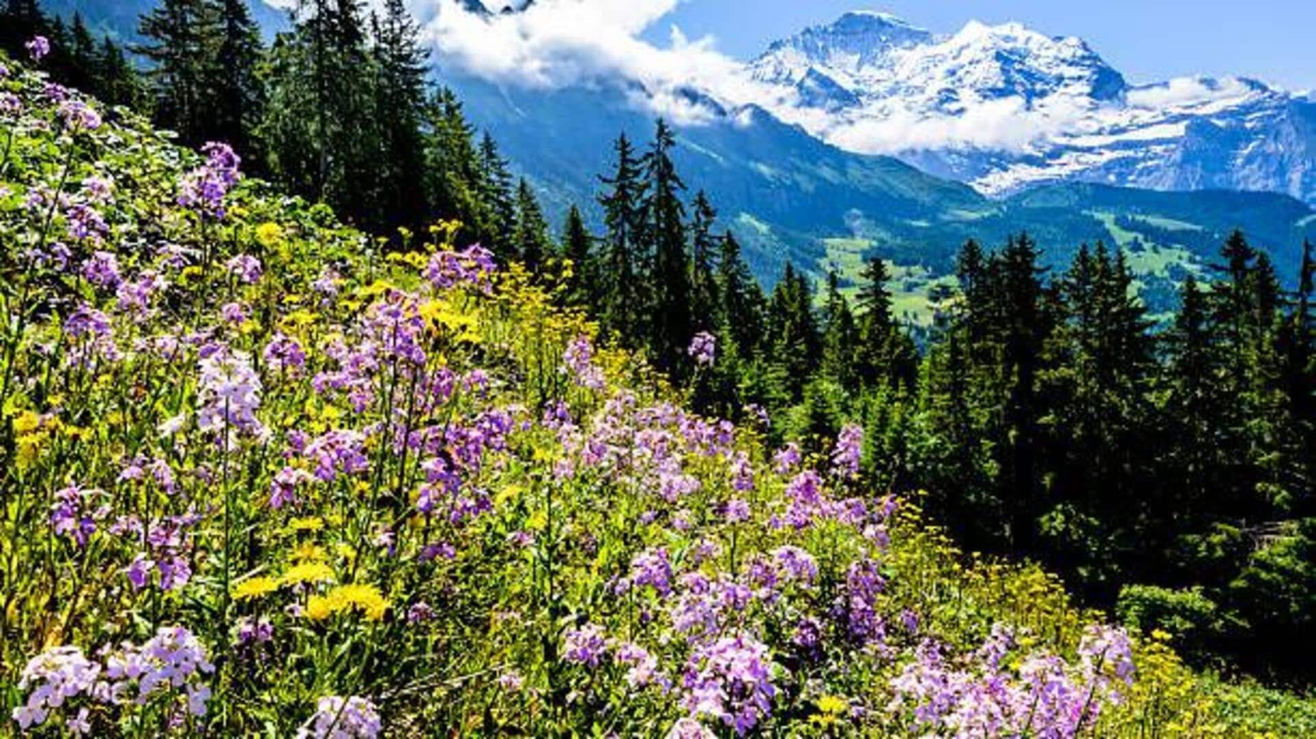 For nature lovers: Europe's most beautiful meadows For nature lovers: Europe's most beautiful meadows