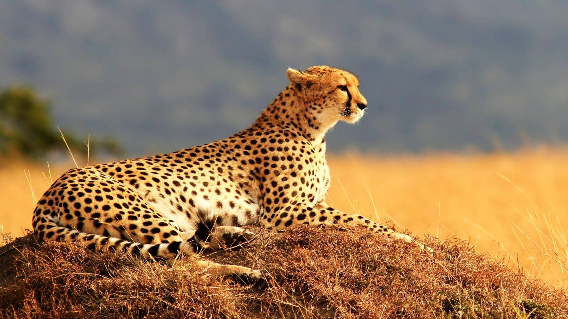 Madhya Pradesh: India all set to welcome 12 African cheetahs