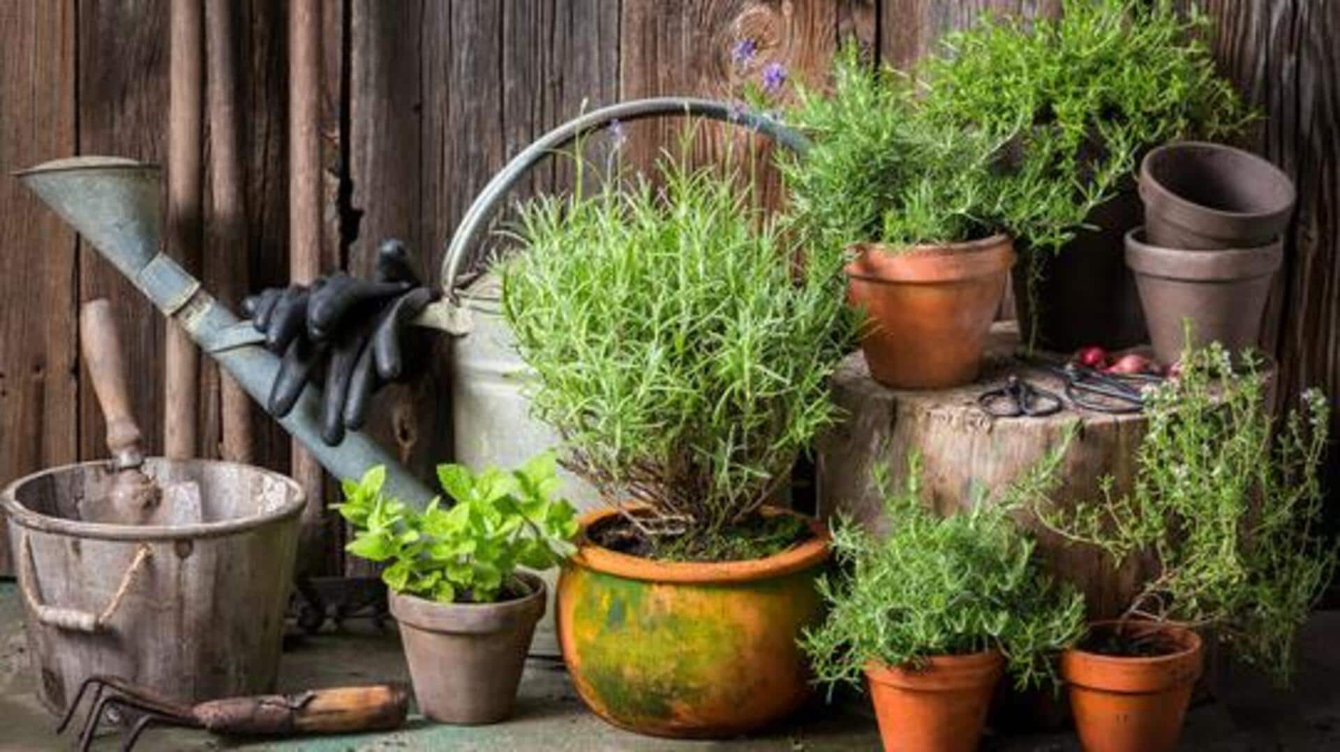 How to clean mineral build-up on plant pots