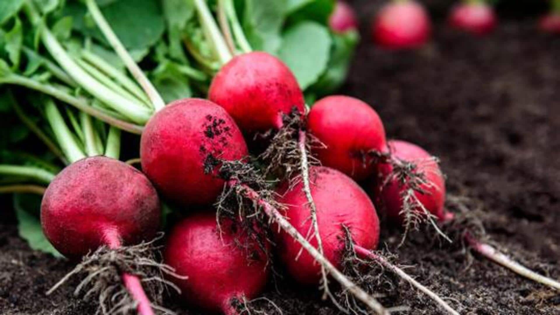 How to grow radishes in jars
