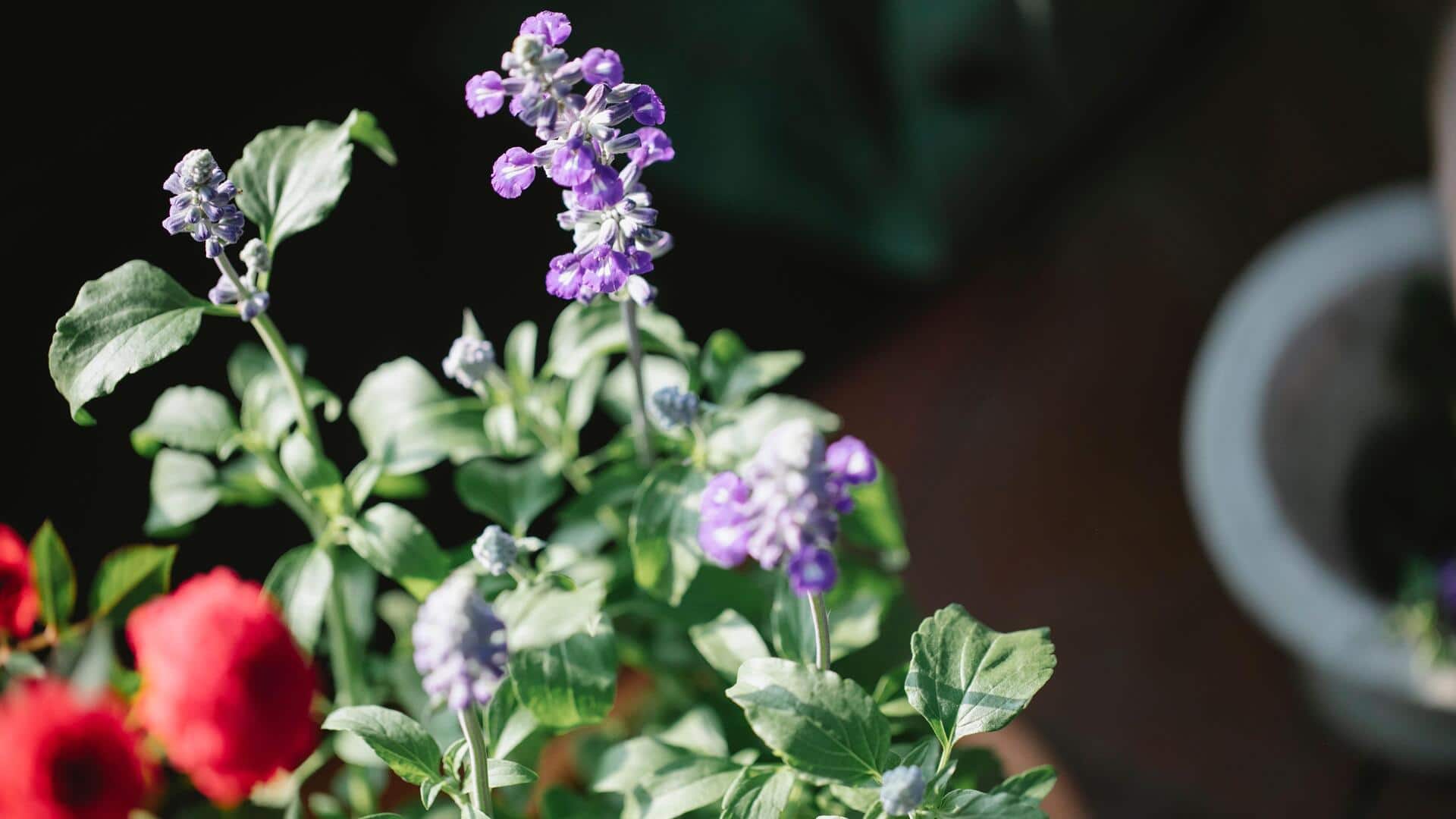 Grow lavender successfully in your apartment