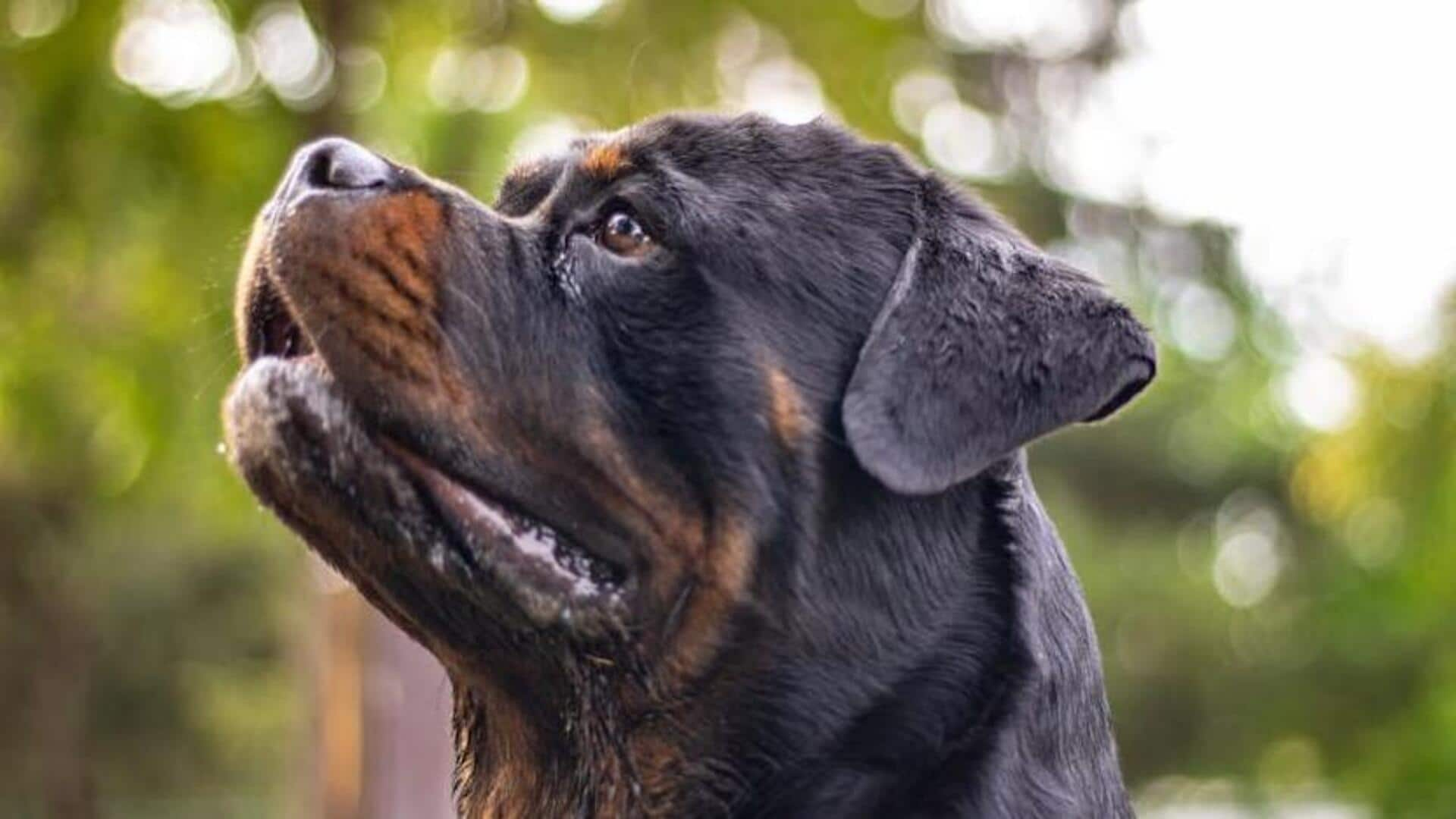 Rottweiler behavioral training essentials