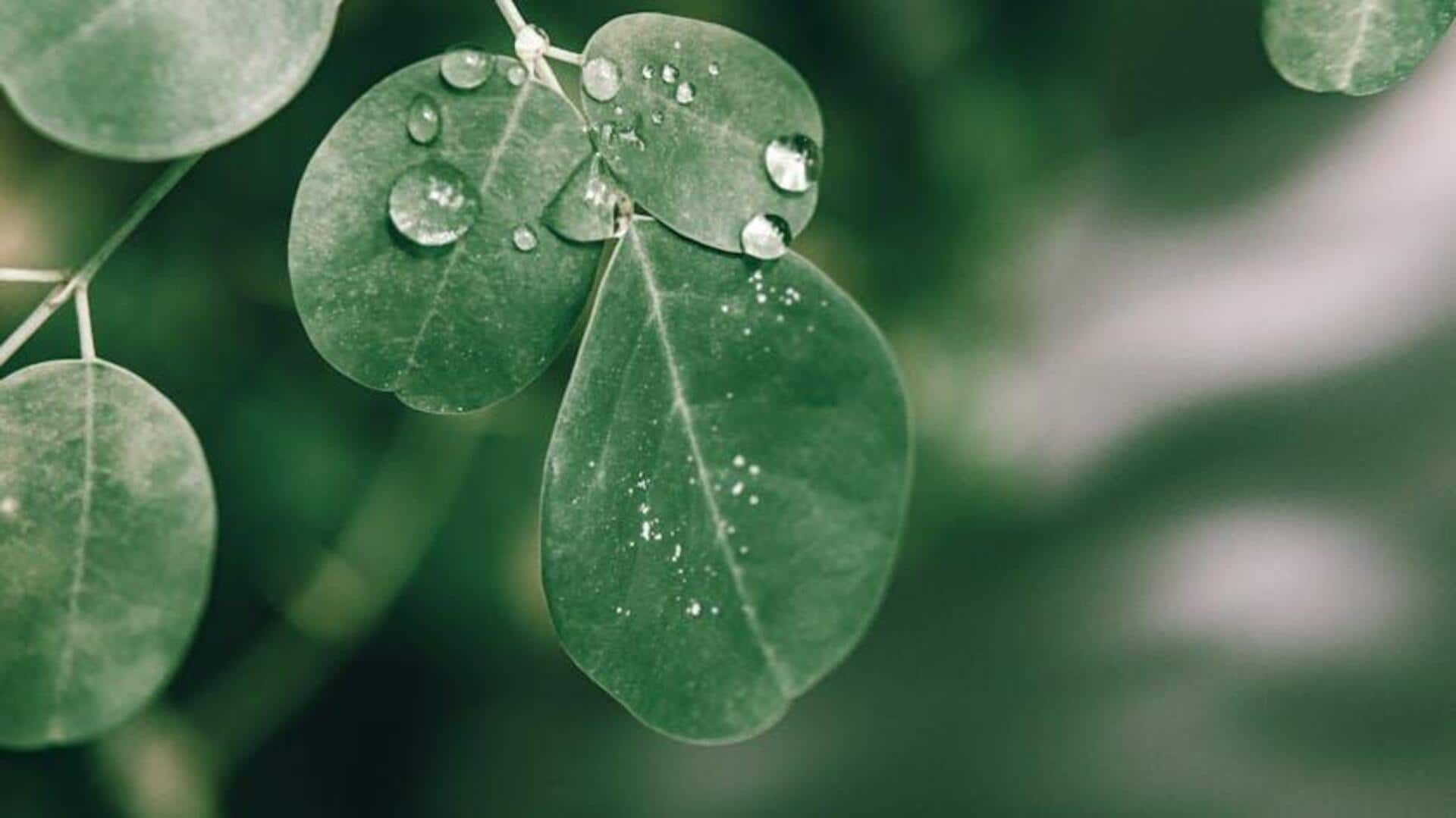 Transformative magic of moringa in African kitchens