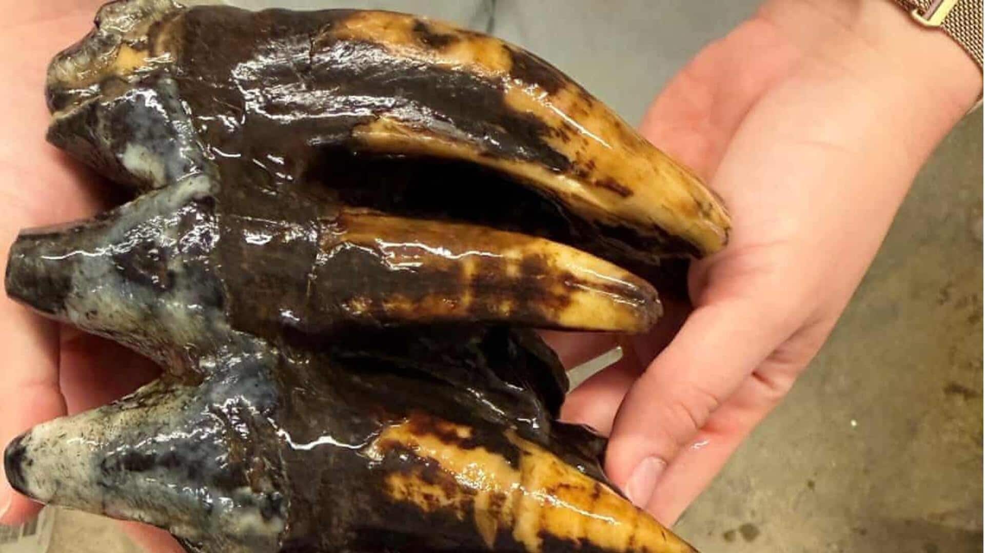 Pacific mastodon tooth from 10,000 years ago found in California