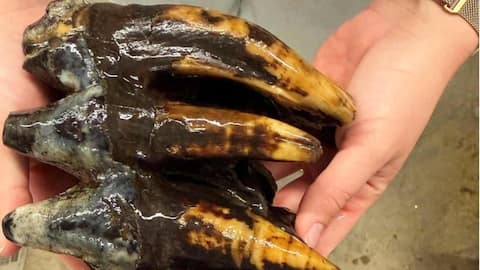 Pacific mastodon tooth from 10,000 years ago found in California