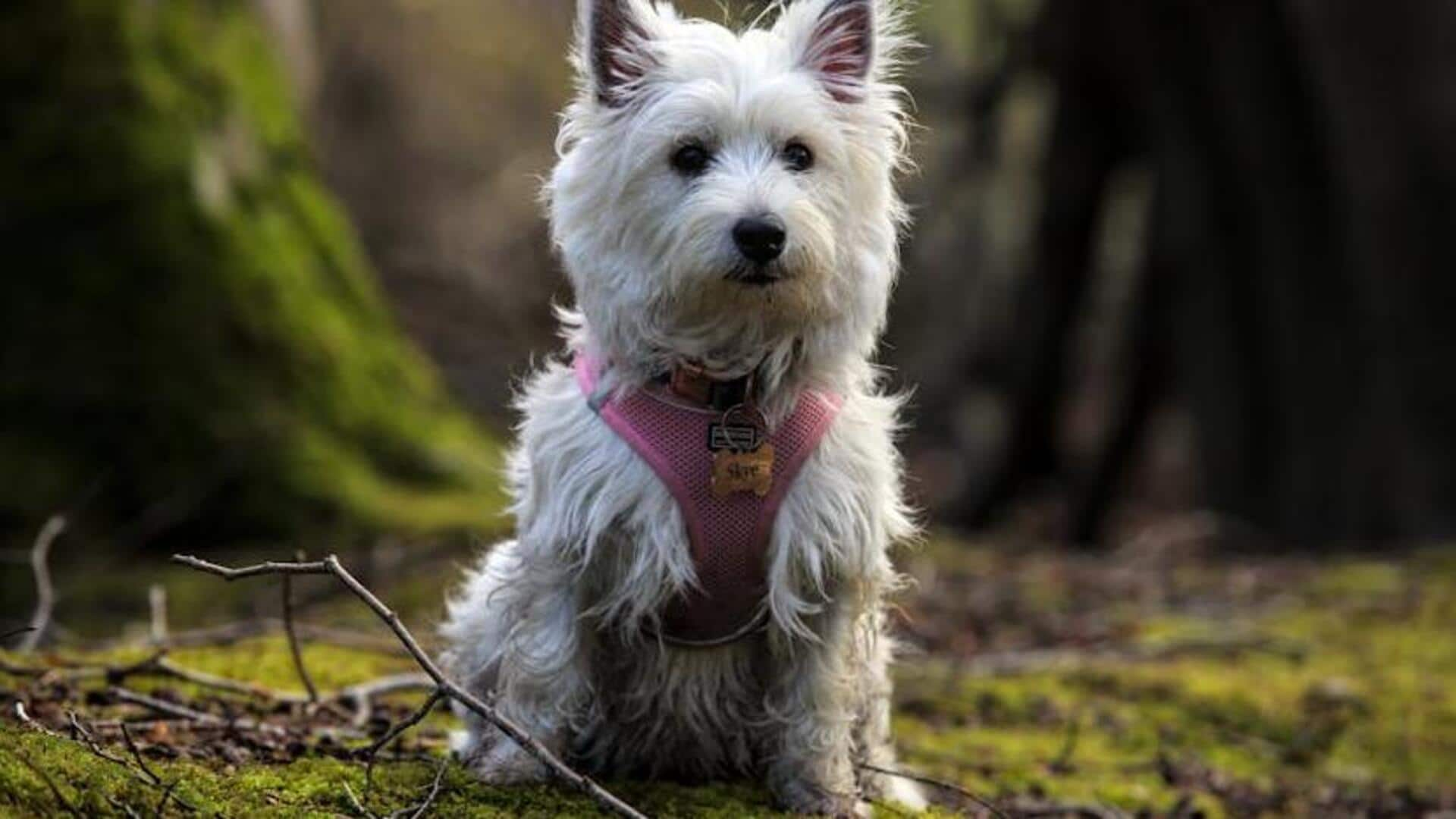 West Highland Terrier's digestive care tips