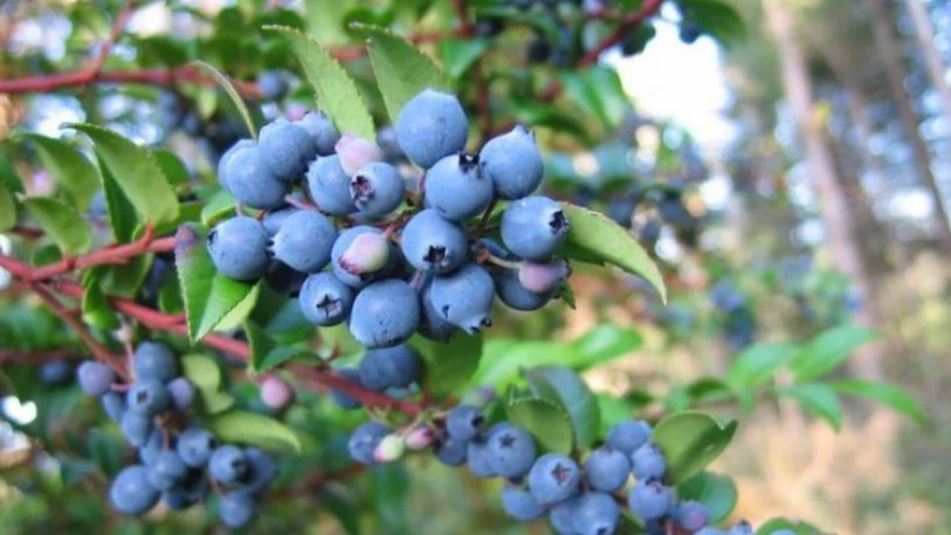 Huckleberries: A small superfood with big health benefits