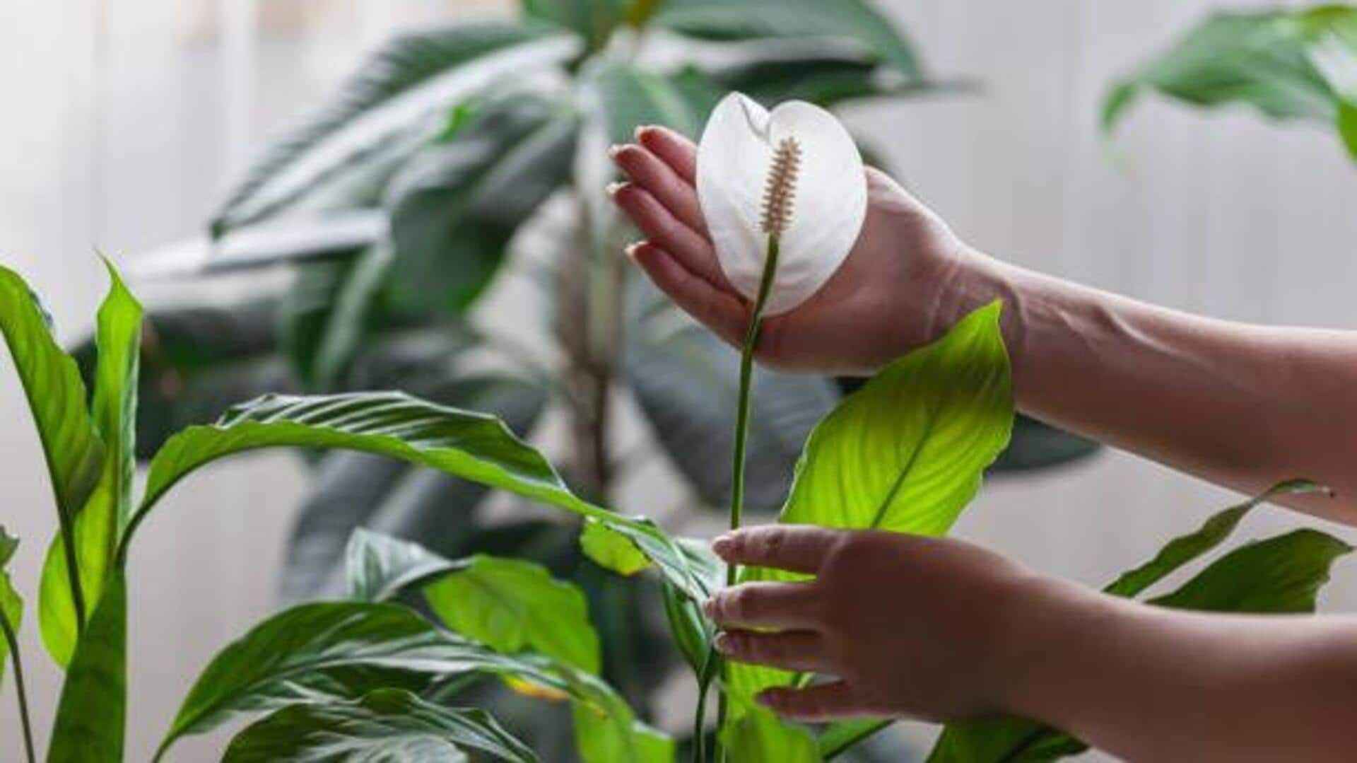 How to care for your peace lily plant