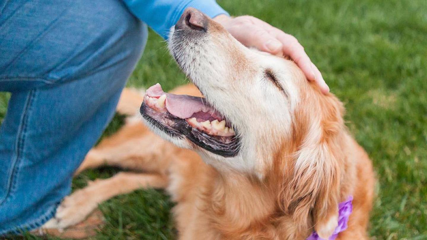 Stroking an animal helps in refreshing your mind Stroking an animal helps in refreshing your mind