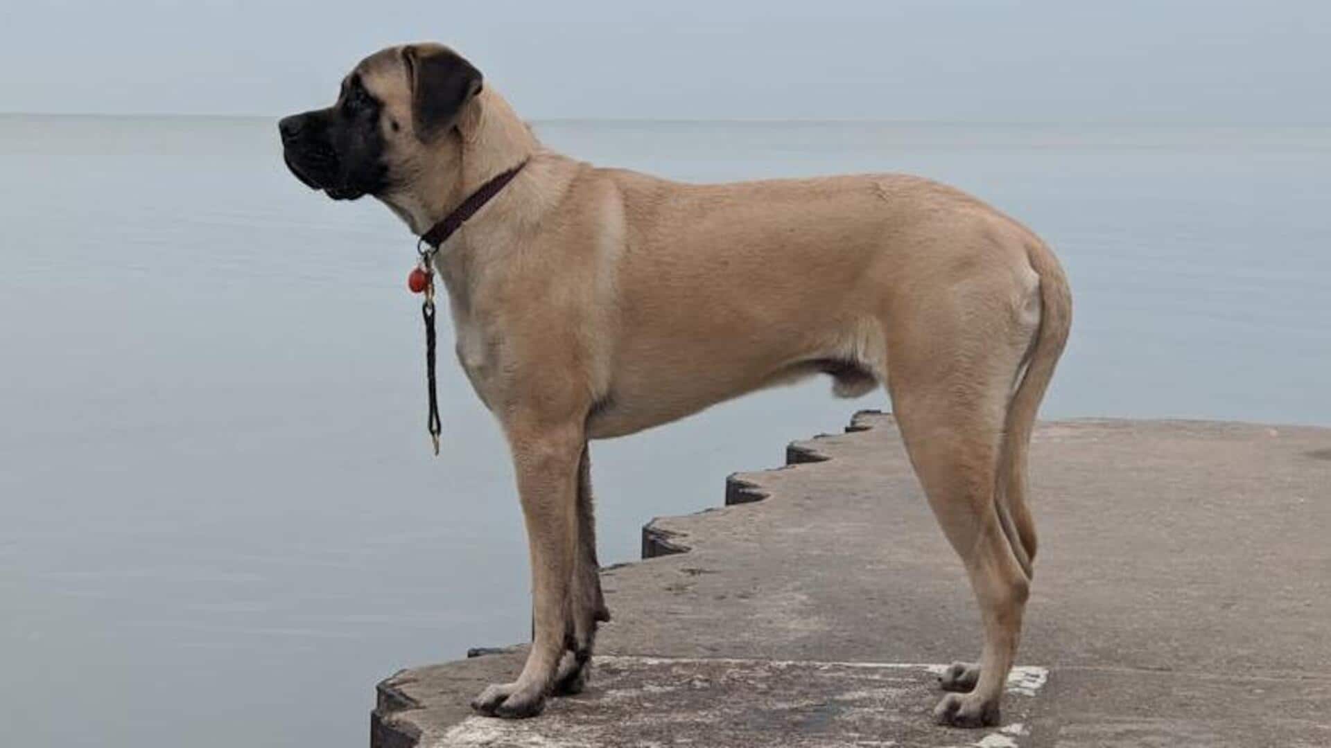 Mastiff's ear care: How to prevent infections in your dog