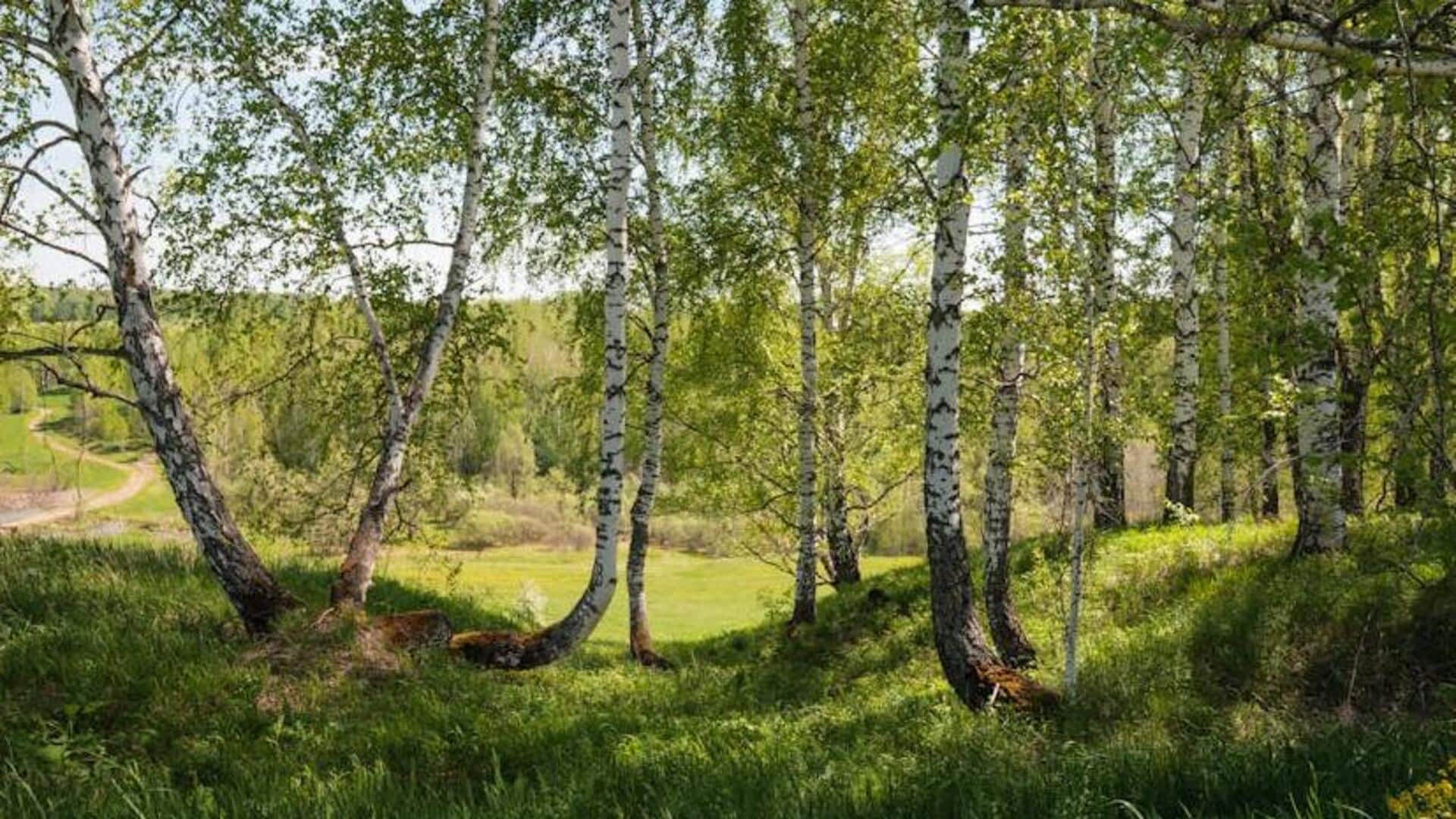 Forest bathing: Concept and how to practice