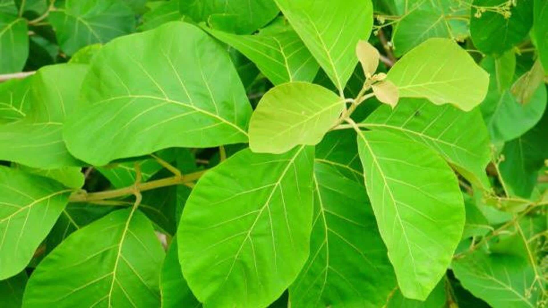 How to use teak leaves in crafts 