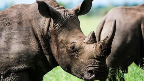 IVF breakthrough ignites hope for northern white rhinos