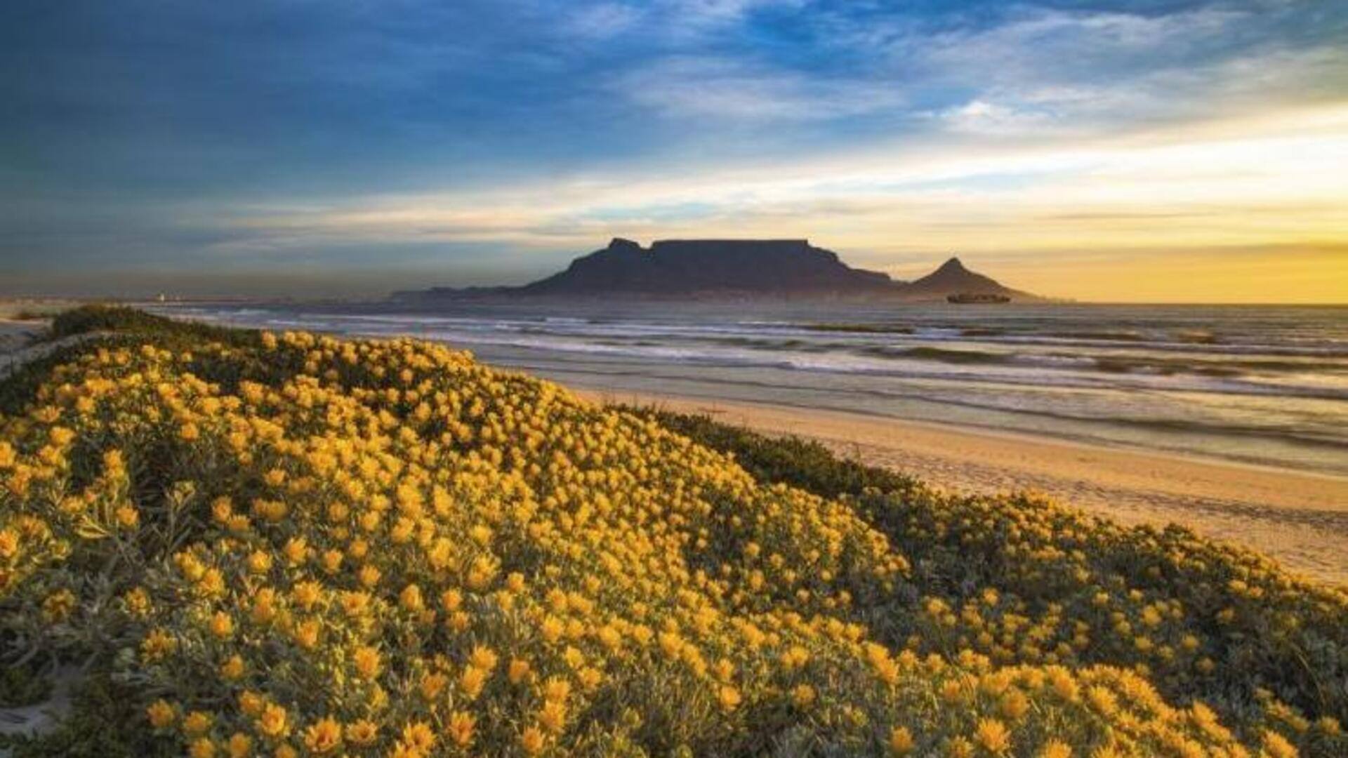 Guide To Witnessing The Best Of Cape Town s Floral Wonders