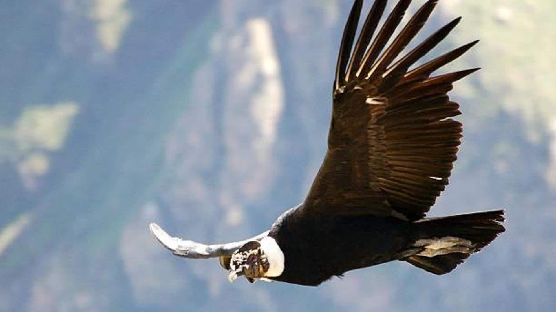 Birdwatching in Peru: Tips to spot Andean condor