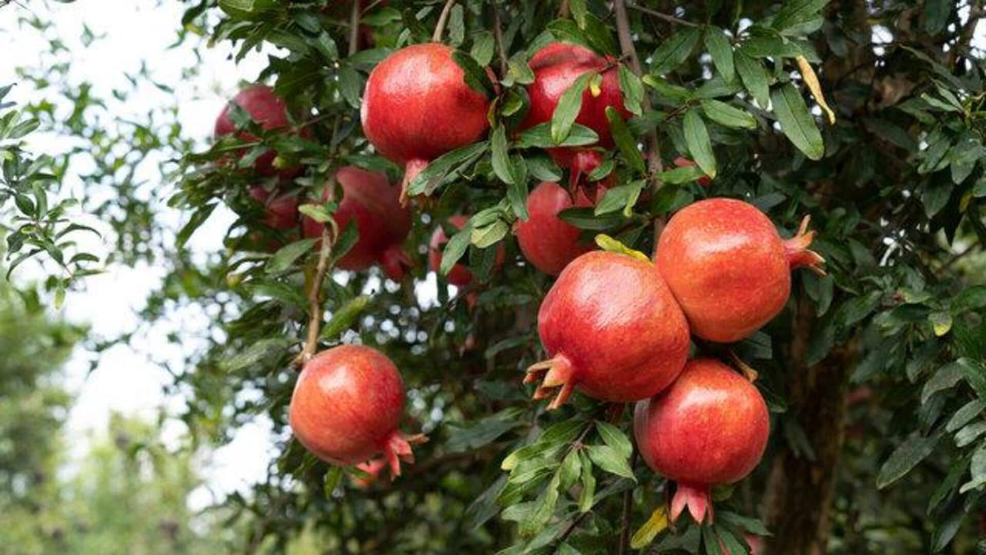 How to grow dwarf pomegranates indoors