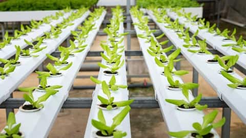 Aquaponics: Understanding this sustainable farming approach