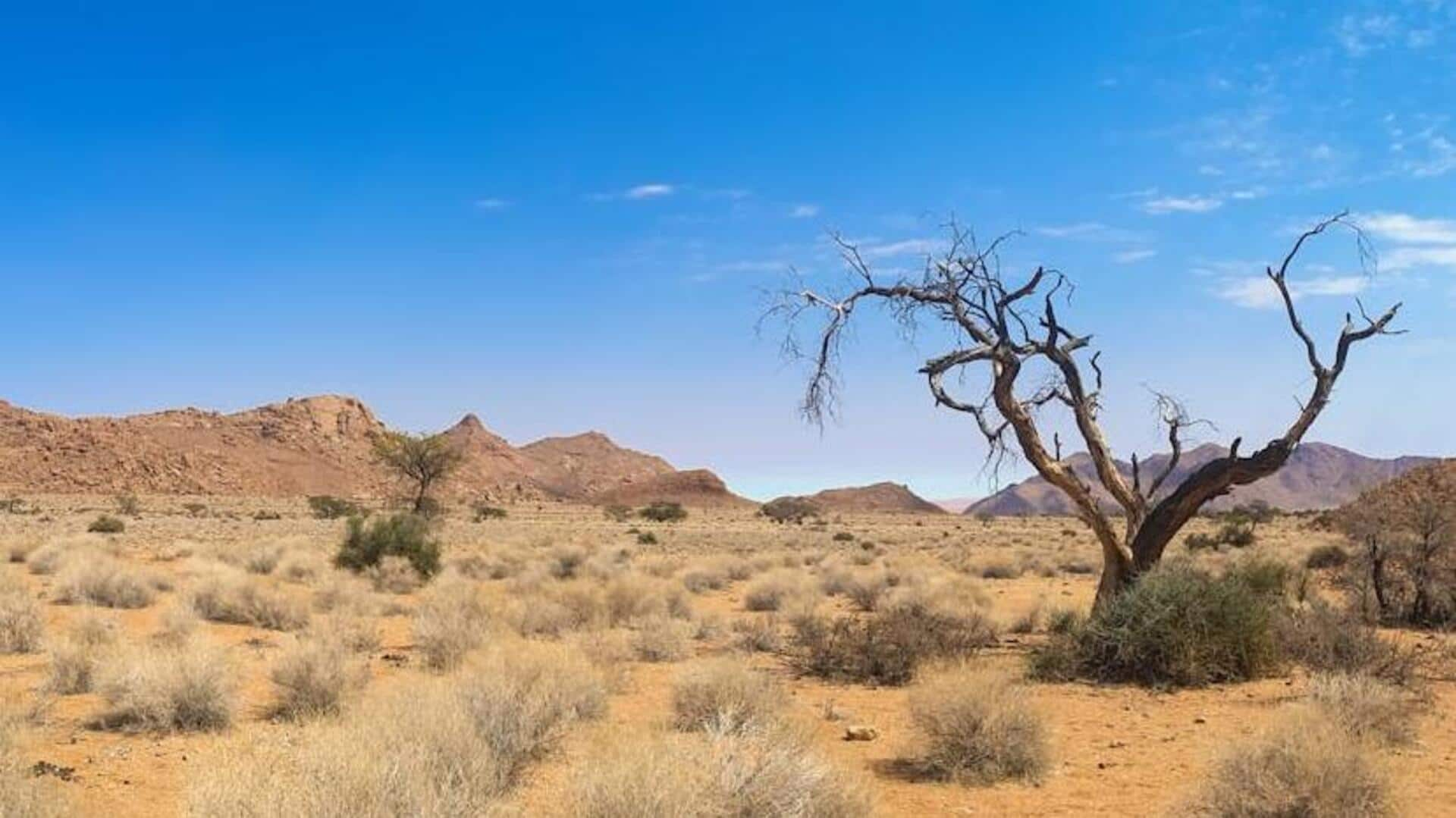 Head over to Namibia for an unparalleled wildlife experience