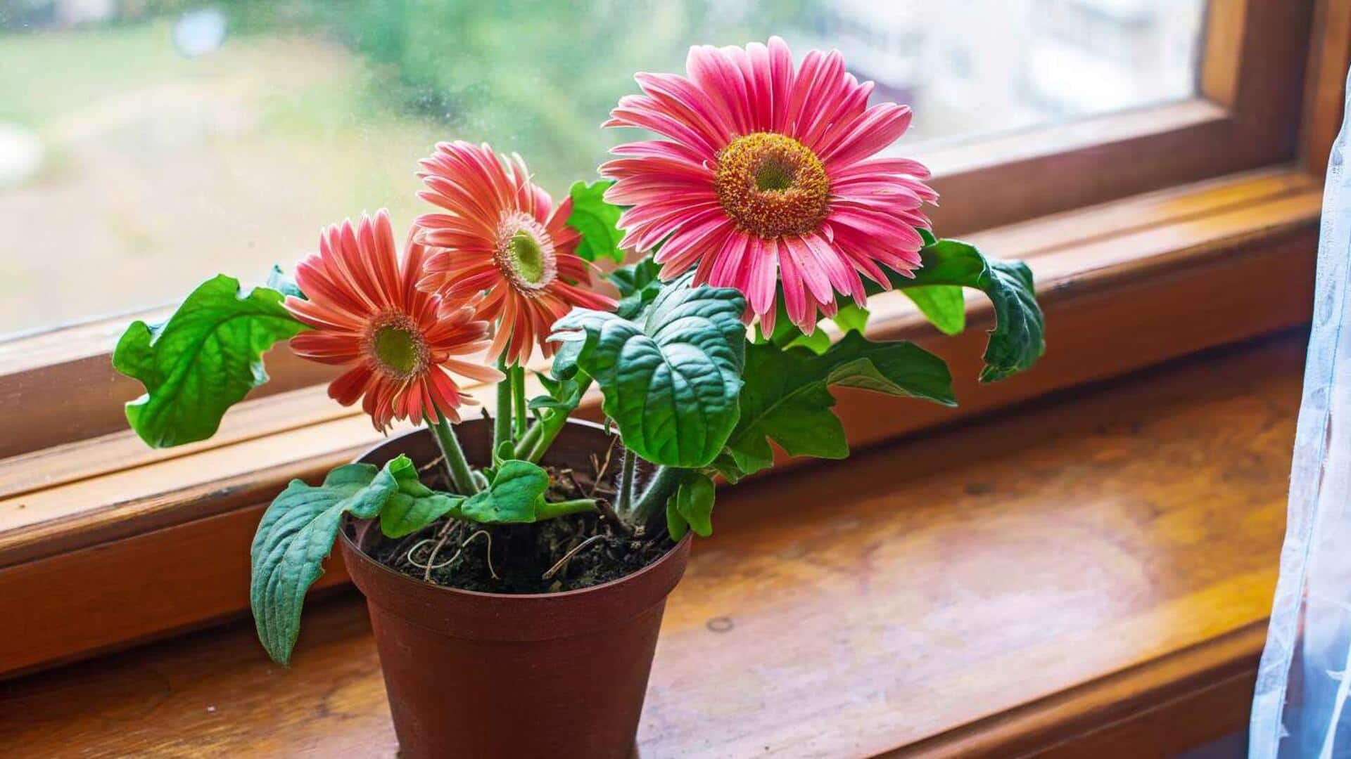 How to take care of your gerbera daisies