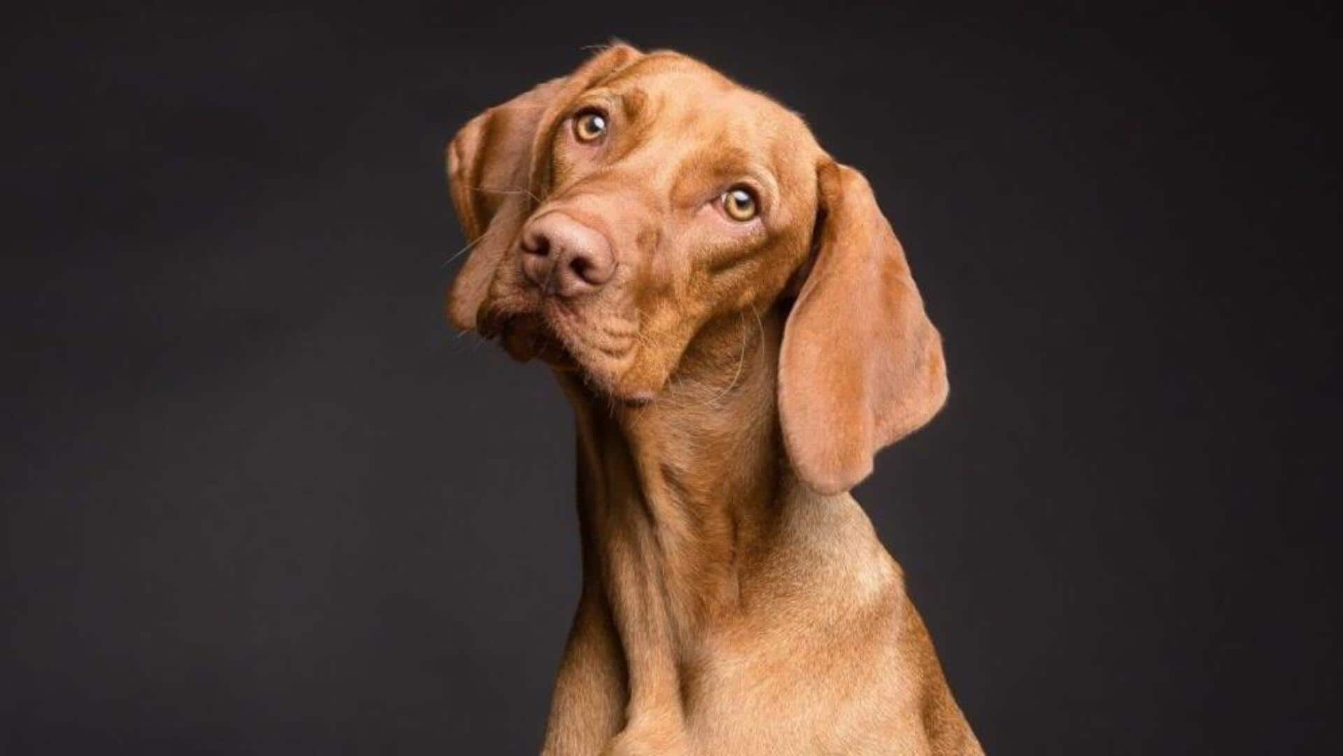 Vizsla skin care essentials