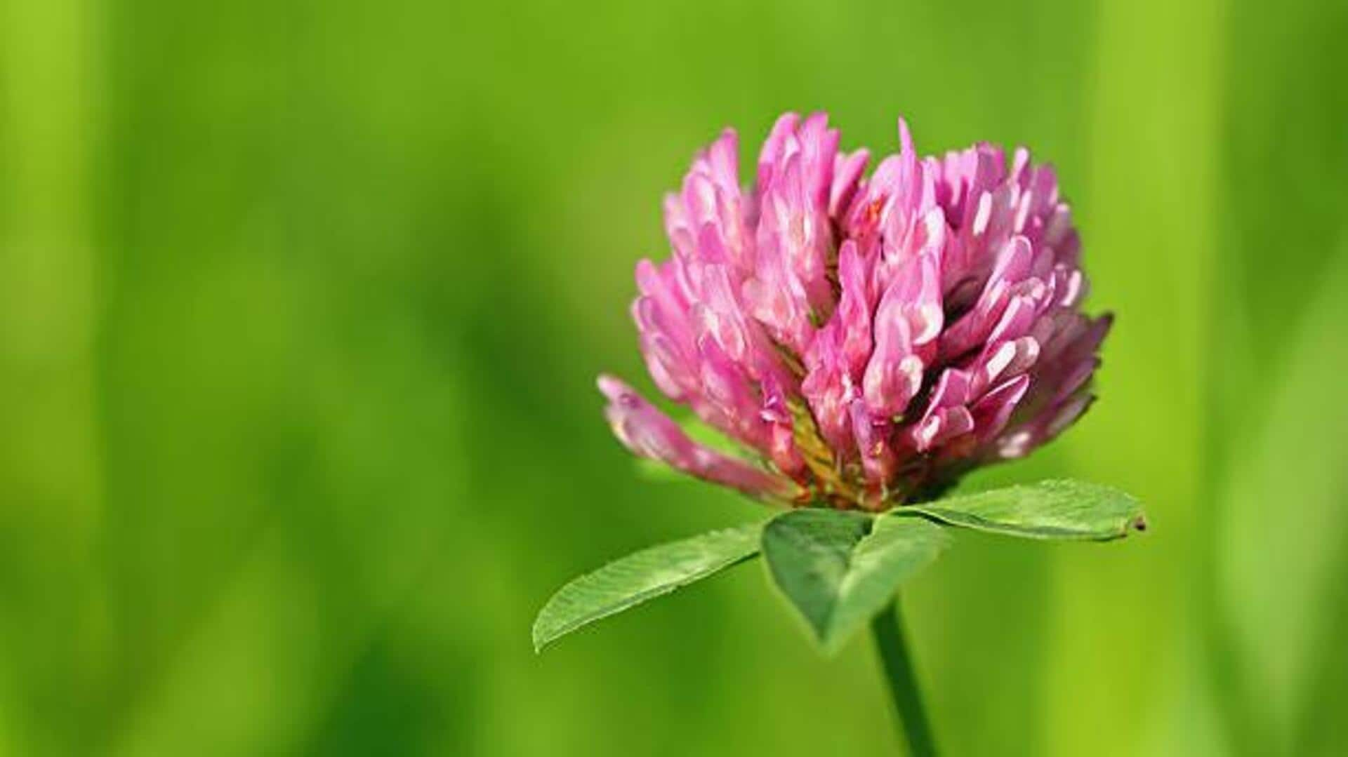 Nurturing radiance with red clover blossom