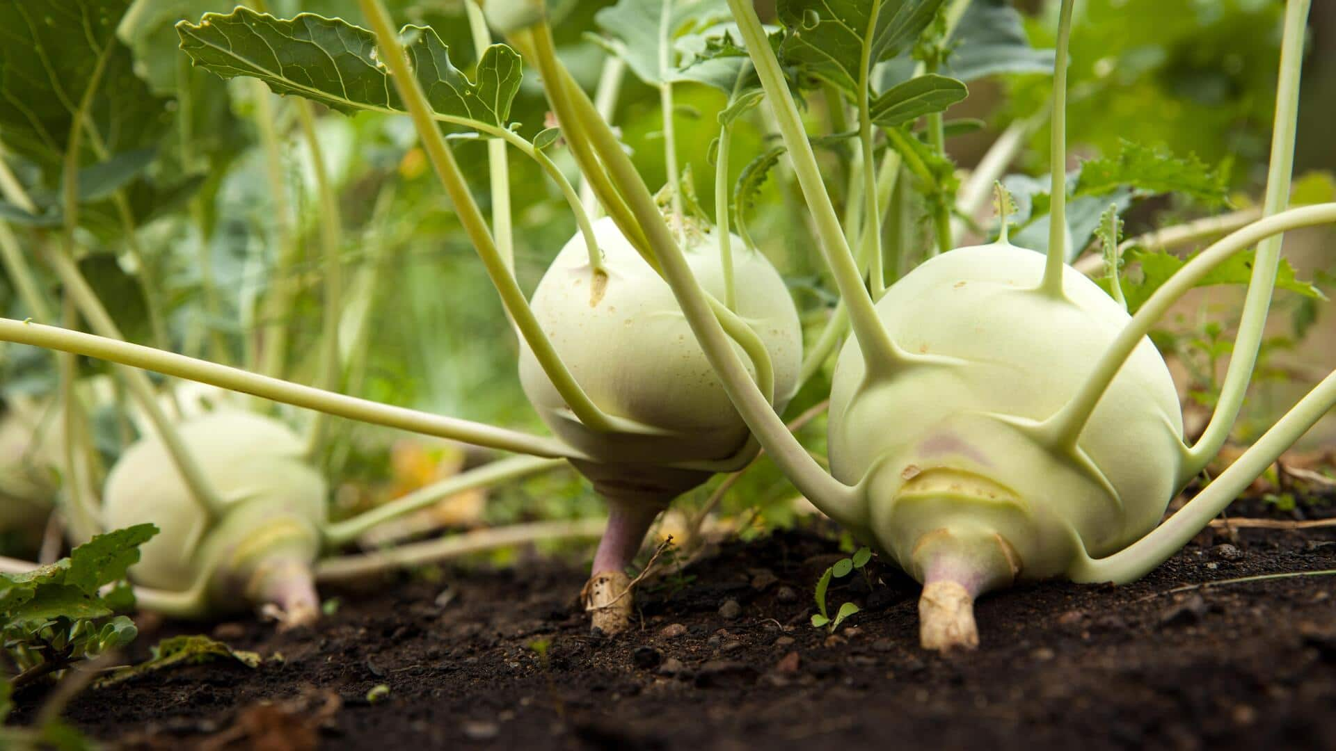 You can grow kohlrabi at home! It is that easy