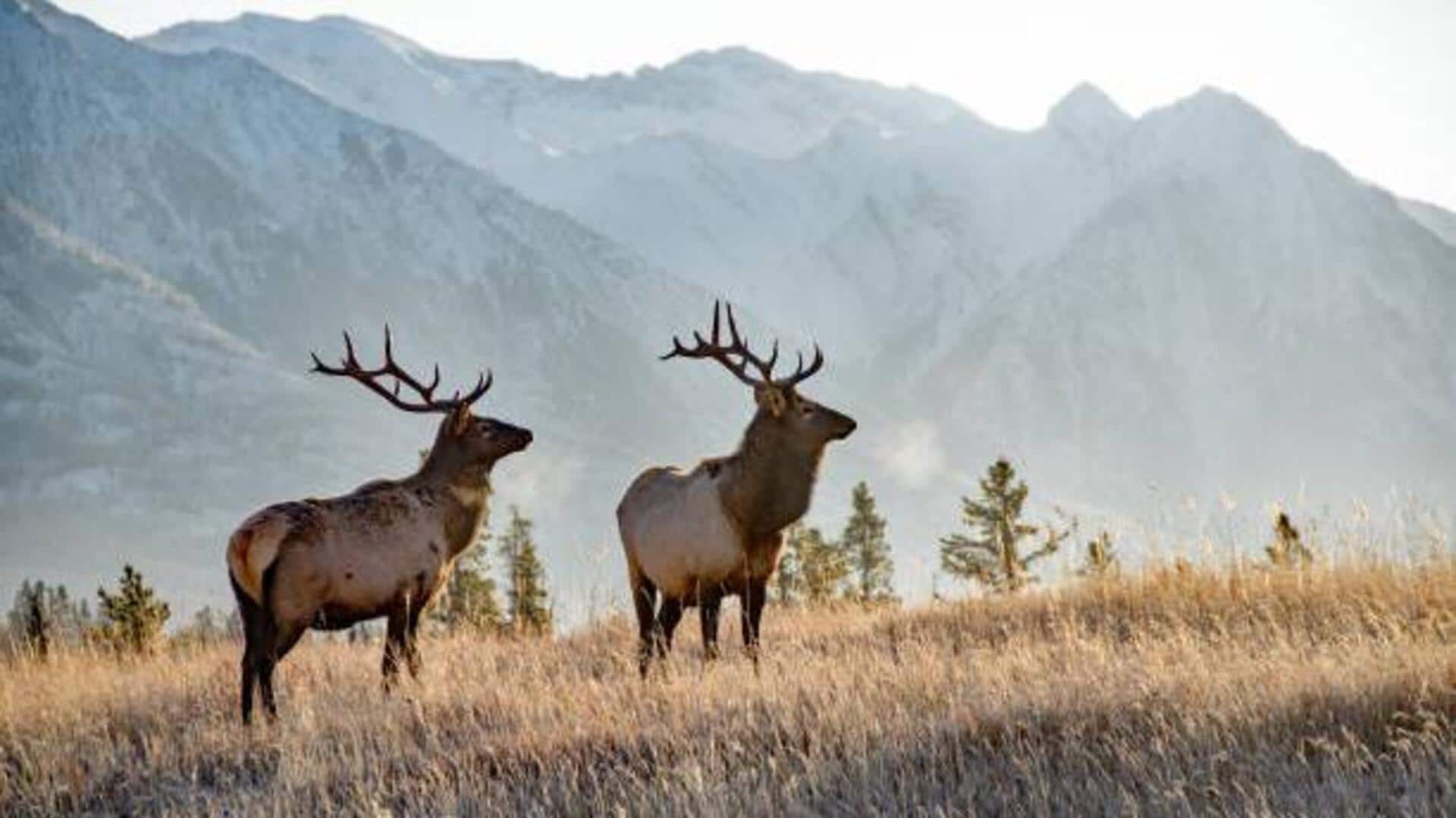 Wildlife protection: 5 AI tools making a difference 