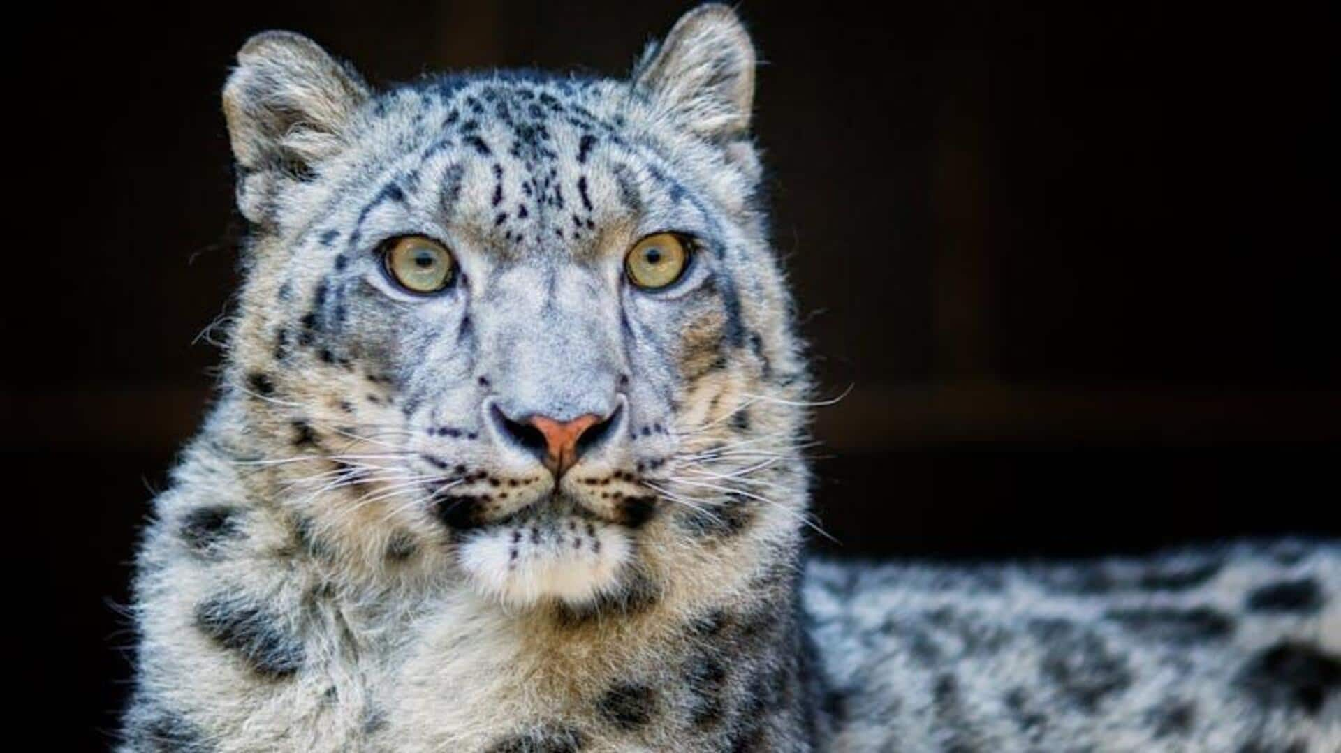 Embark on a snow leopard expedition in Ladakh, India