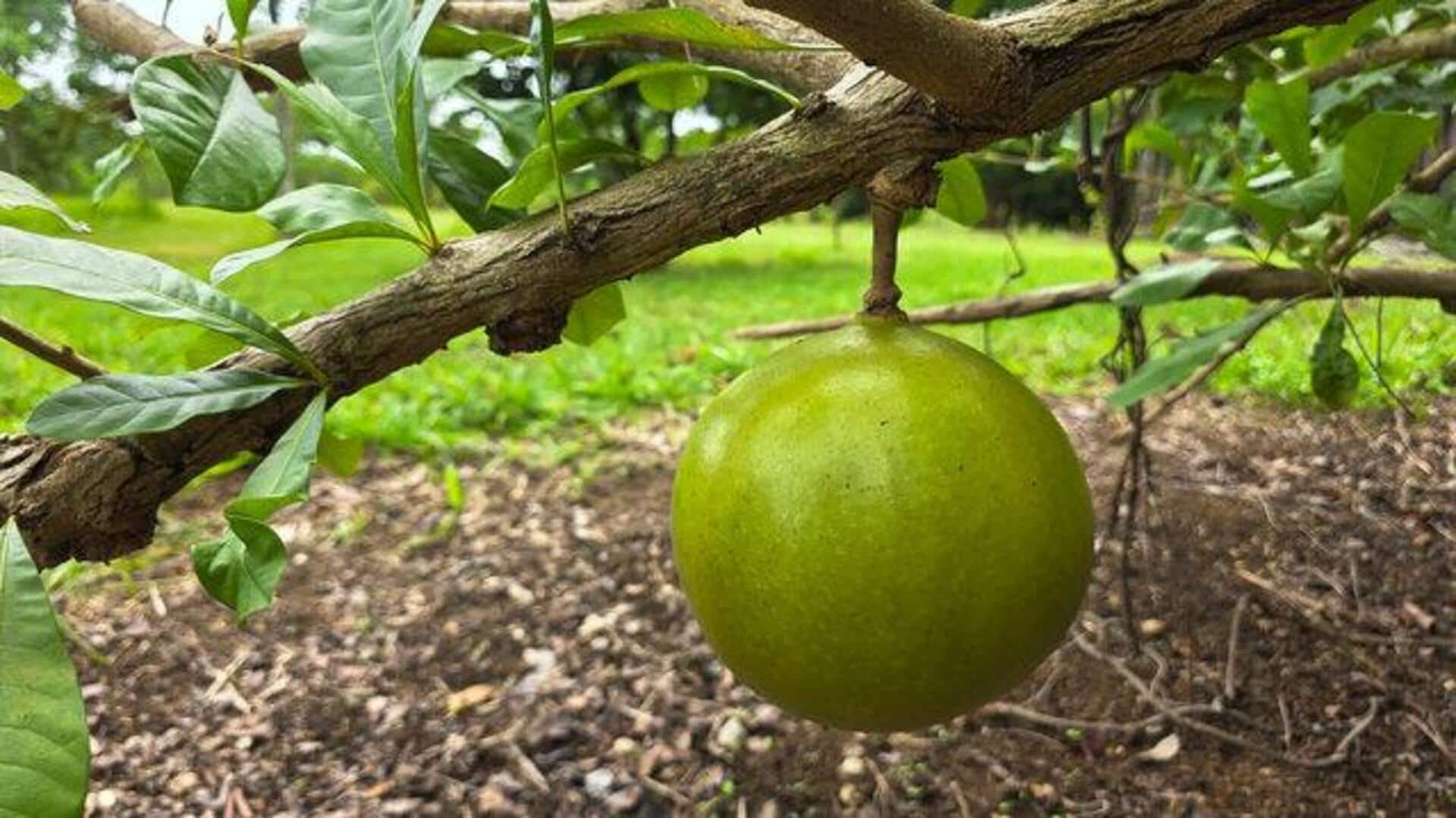 Try calabash fruit, your skin will thank you! Try calabash fruit, your skin will thank you!
