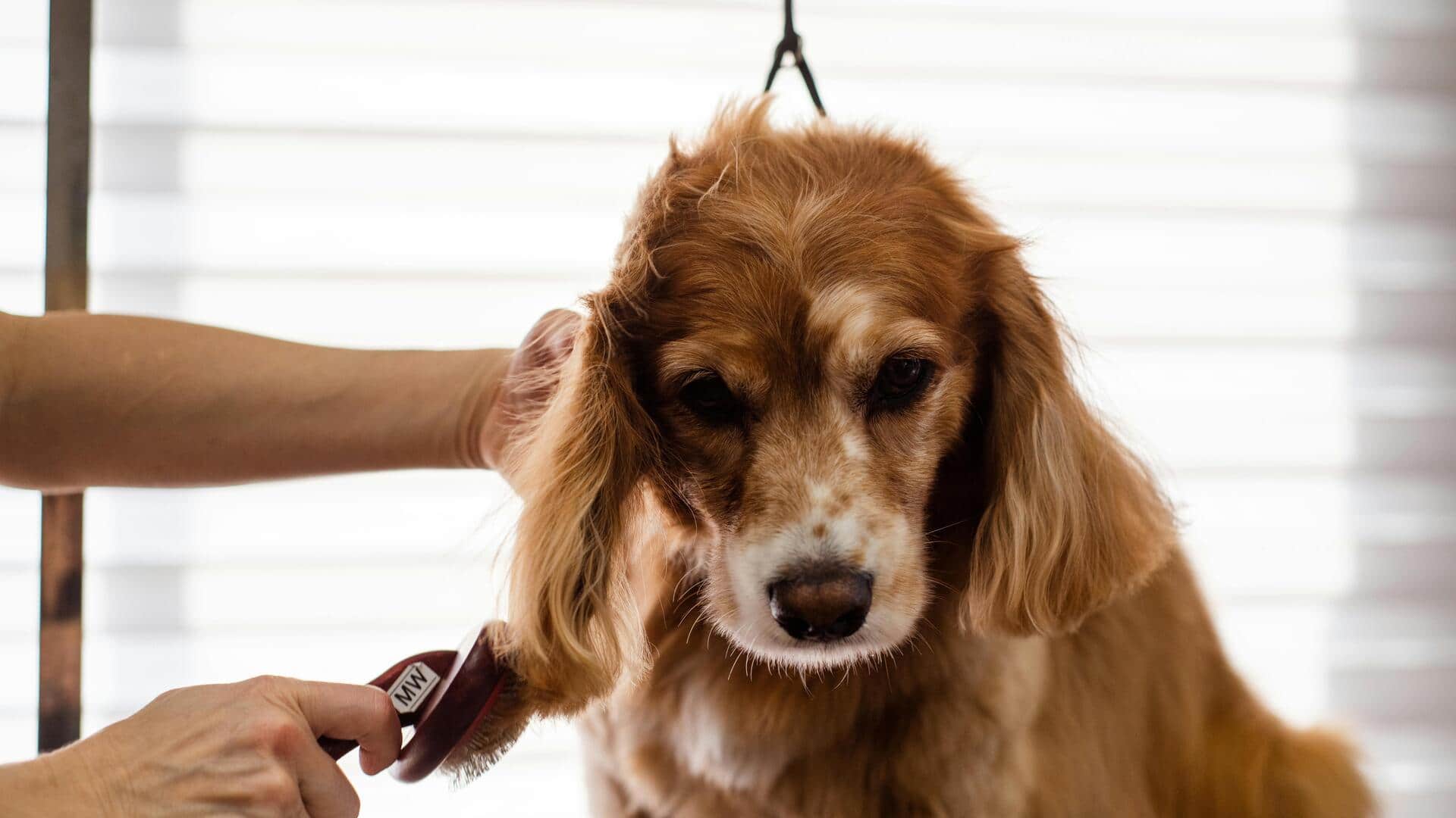 Essential dog grooming tools every owner needs