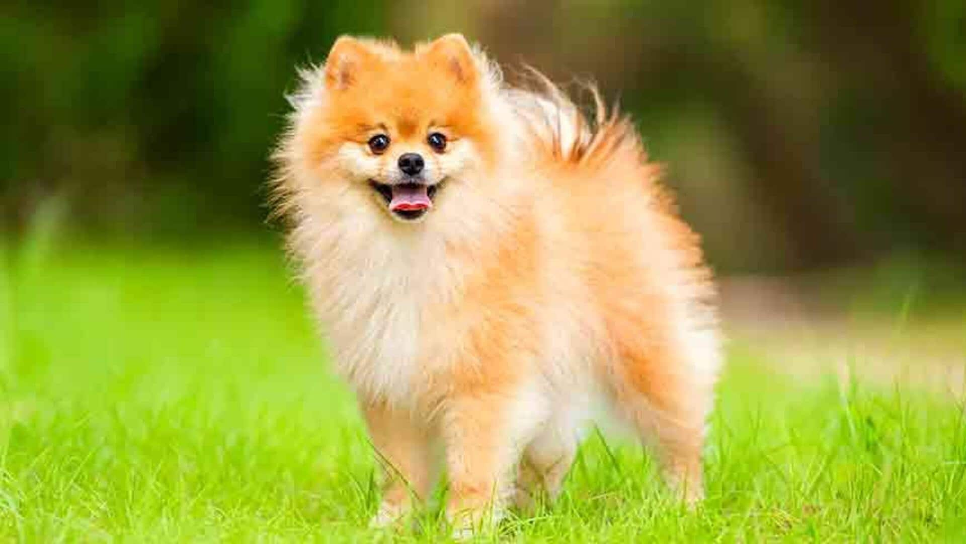 Got a Pomeranian at home? Follow these grooming tips