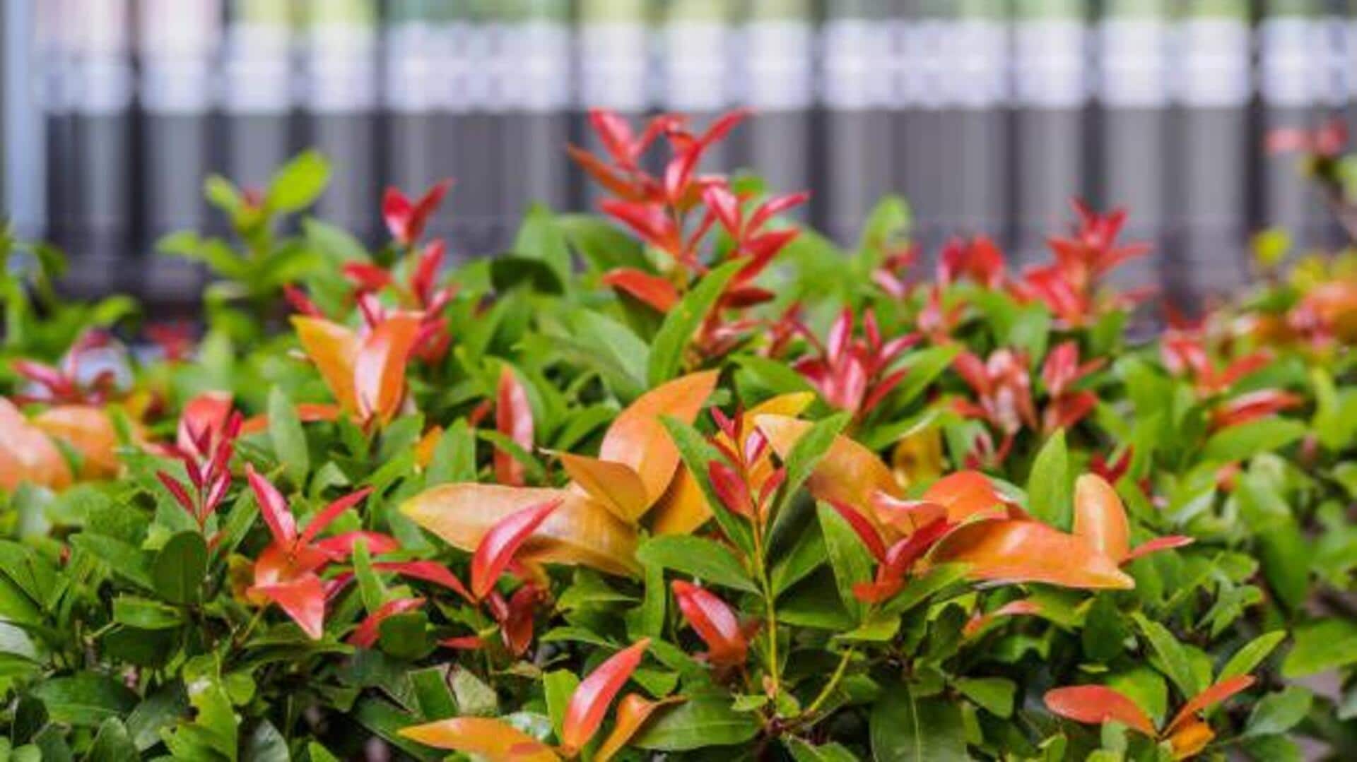 Syzygium plant: 5 amazing health benefits